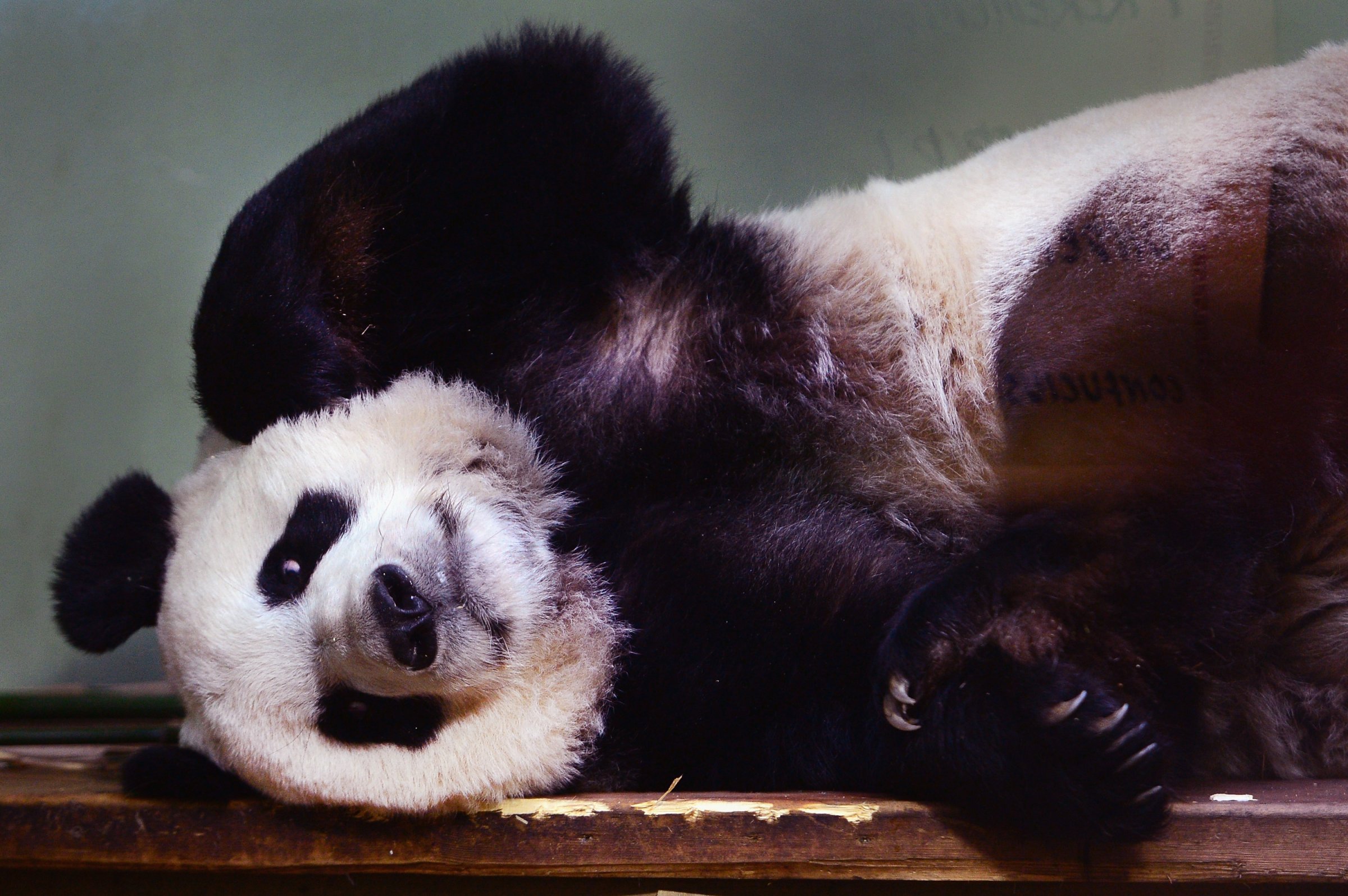 Giant Pandas Tian Tian And Yang Guang Ahead Of The 2014 Breeding Season
