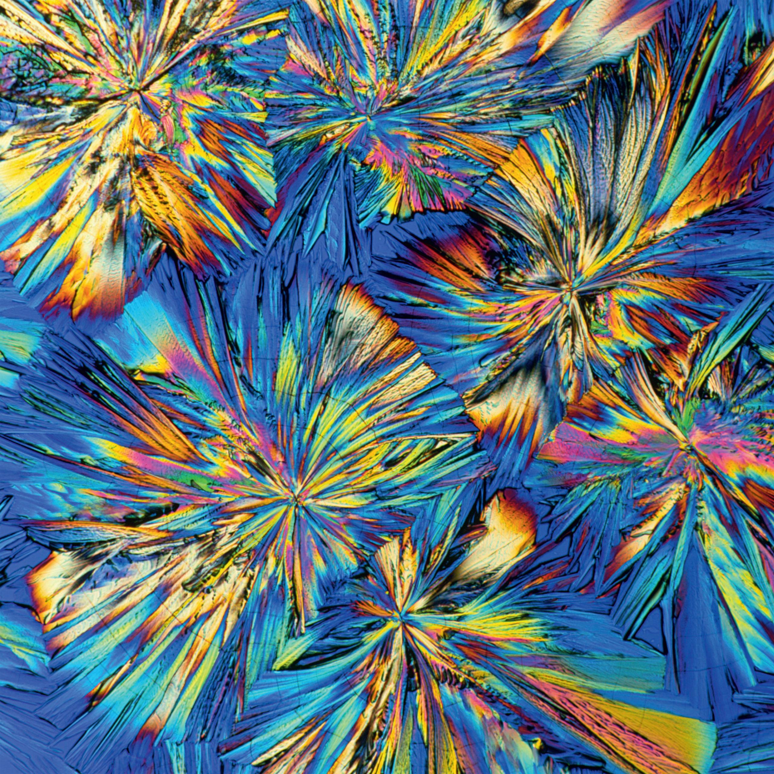 Adrenaline crystals (polarized light micrographs)