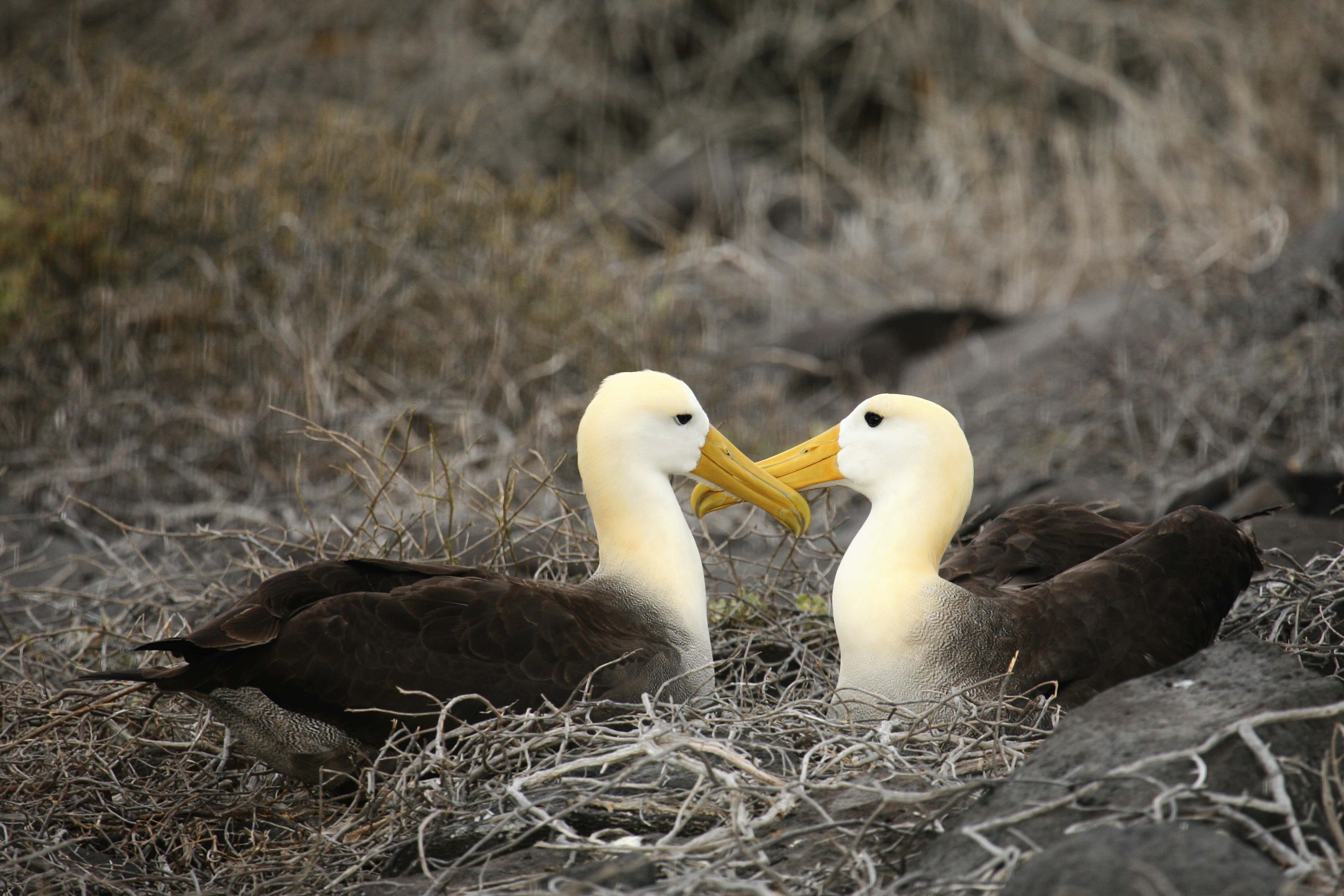 Albatross on Galapagos Islands