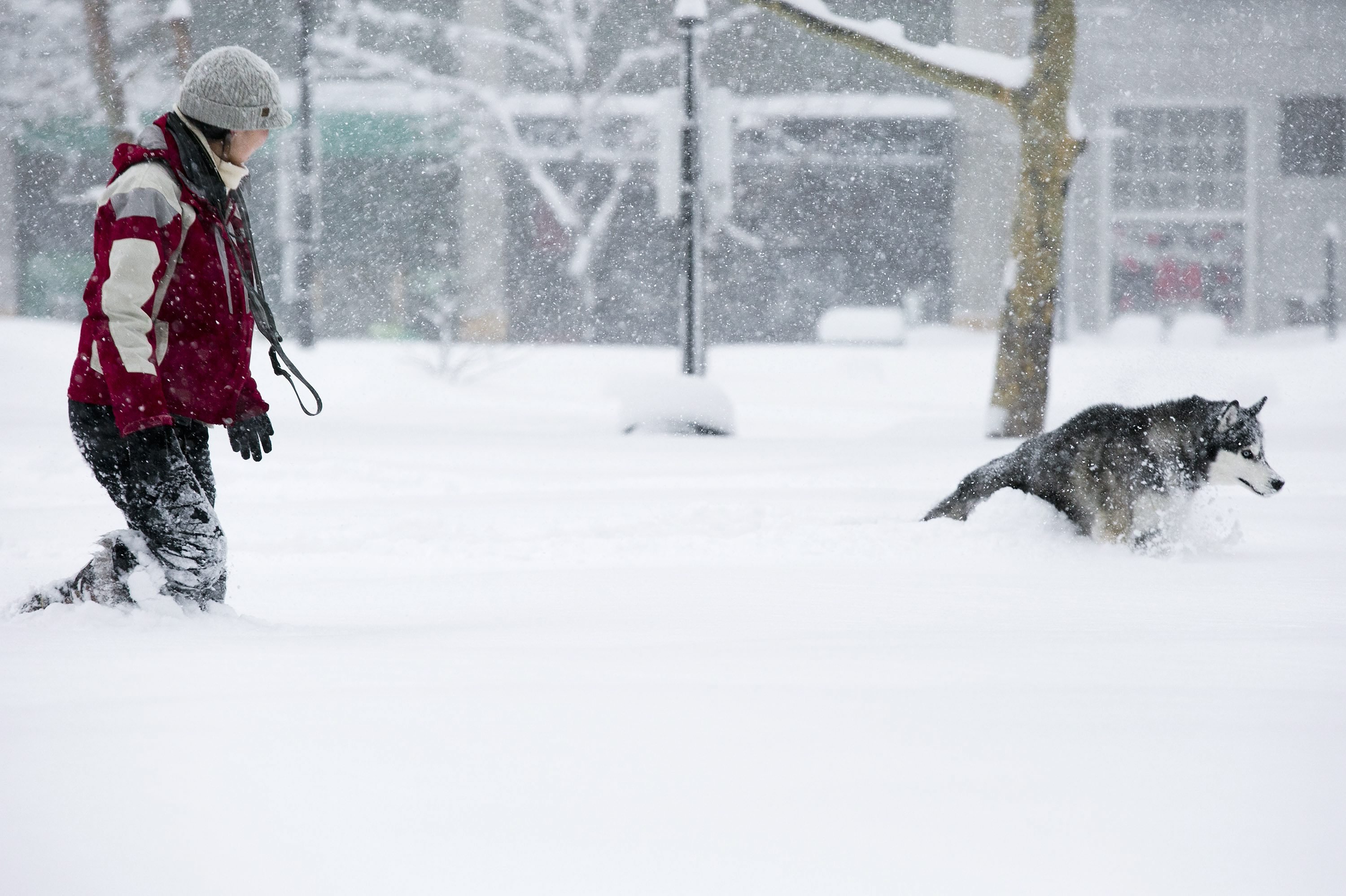 A woman walks her dog through Copley Square during a blizzard in Boston on Feb. 15, 2015. (Dominick Reuter—EPA)