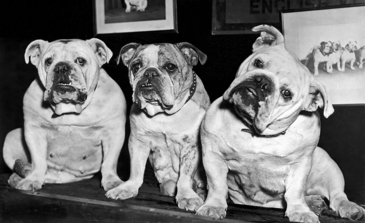 Three English bulldogs  at the 61st annual show of the Westminster Kennel Club at Madison Square Garden in New York City in 1937 (Underwood Archives / Getty Images)