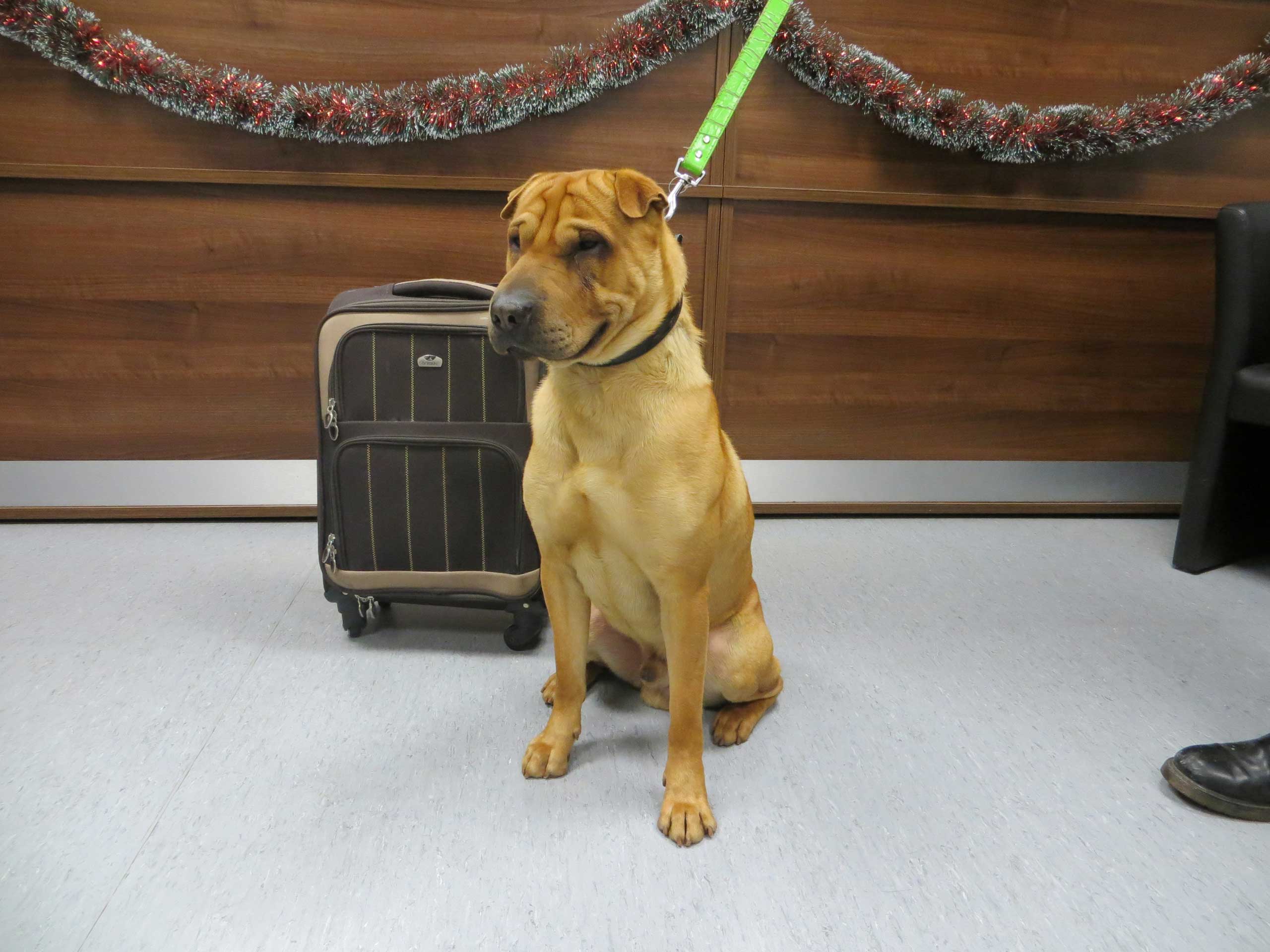 Dog dumped at train station with suitcase, Ayrshire, Scotland, 2 Jan 2015