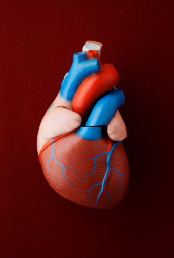 medical-model-heart
