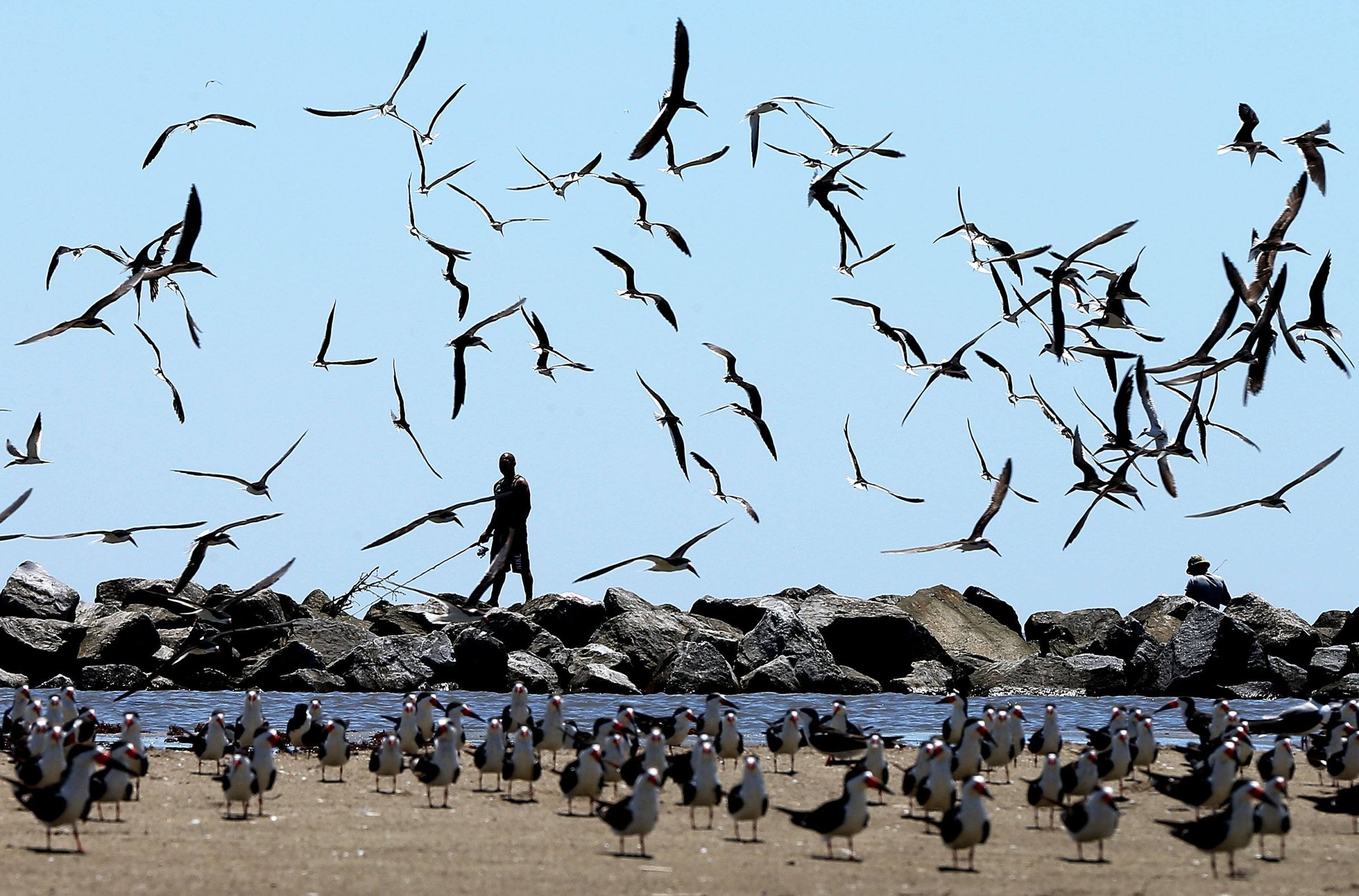 Birds fly over a man fishing on April 19, 2014 in Grand Isle, Louisiana, days after a BP announcement that it is ending its "active cleanup" on the Louisiana coast from the Deepwater Horizon oil spill.