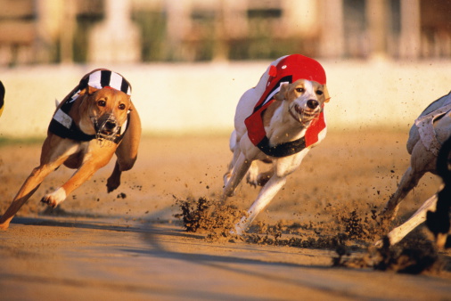 Greyhound racing,dogs in red and black/whites striped coats