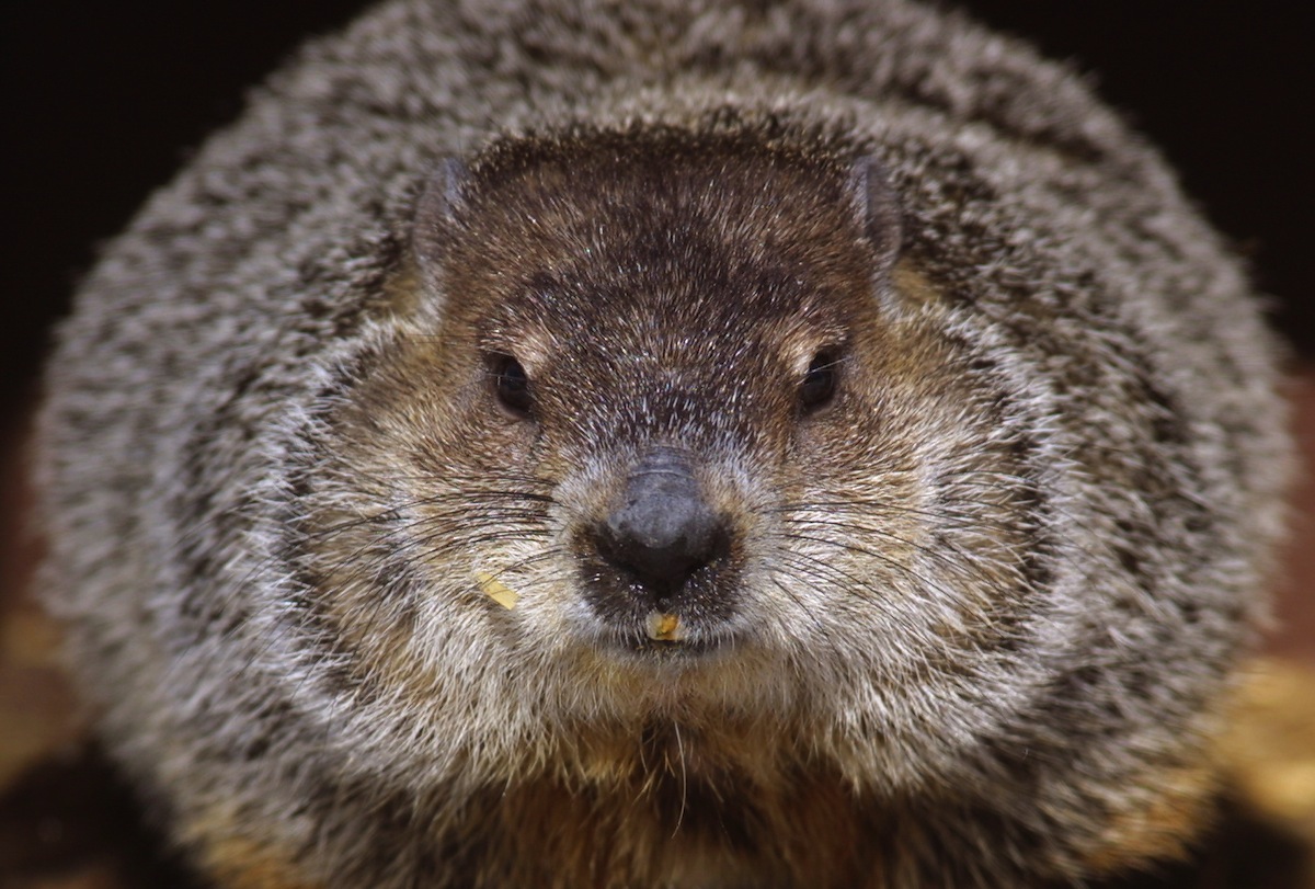 Cloudy, one of the groundhogs at Brookfield Zoo in Brookfield, IL., on Groundhog Day 2002. (Tim Boyle—Getty Images)