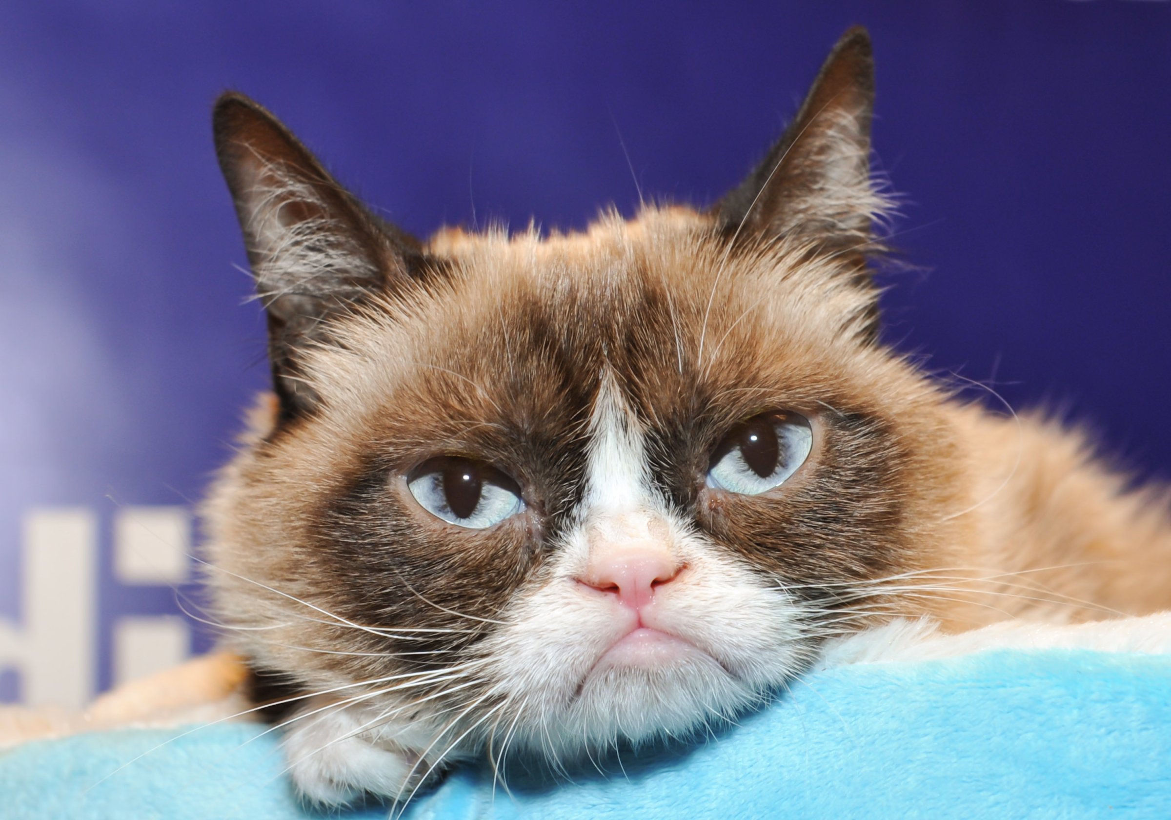 "Grumpy Guide To Life: Observations From Grumpy Cat" Book Event At Indigo