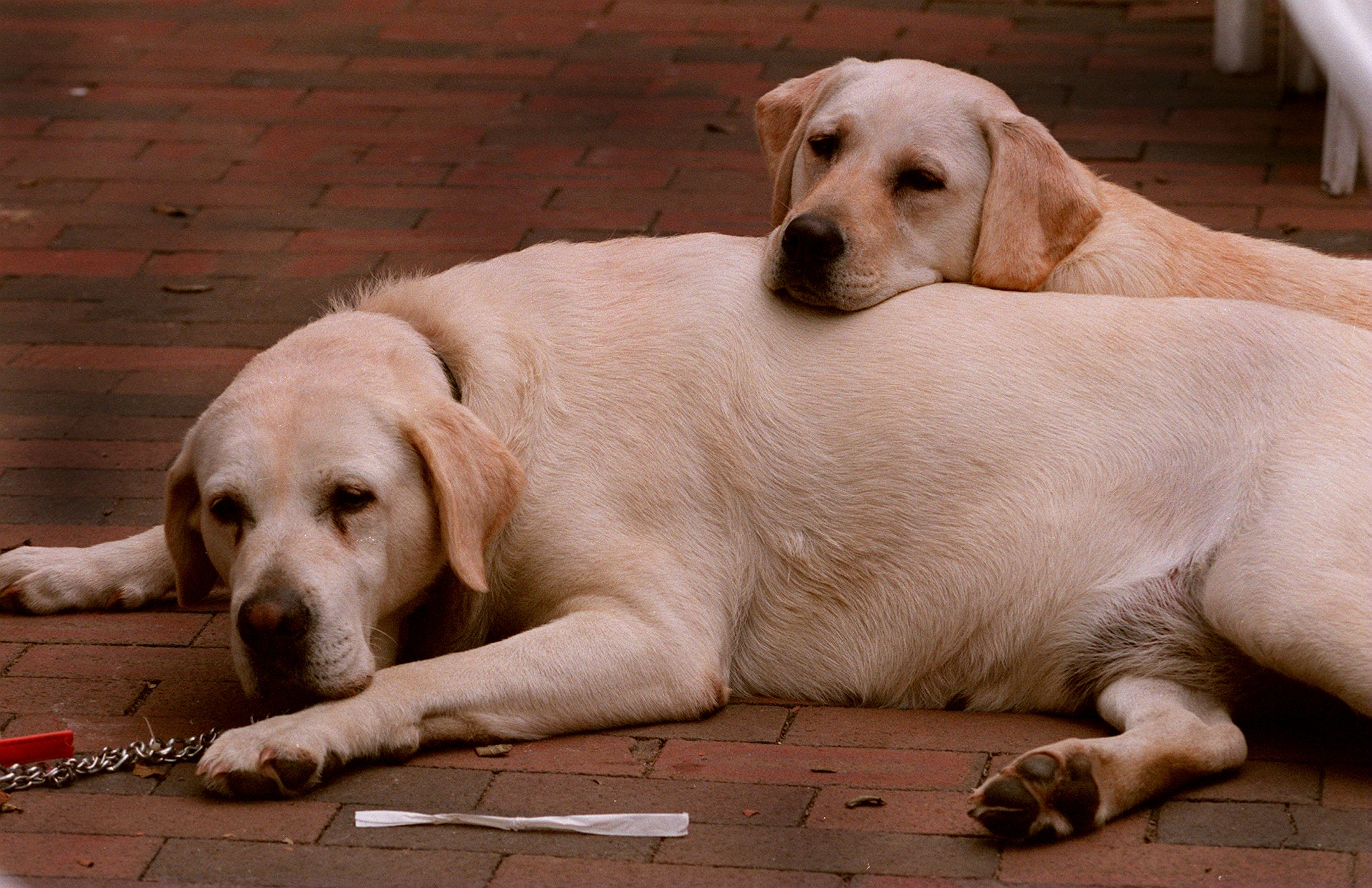 NANTUCKET, MA - SEPTEMBER 8: Two labradors wait for their owner at a restaurant on Main Street in Nantucket. (Photo by Bill Brett/The Boston Globe via Getty Images)