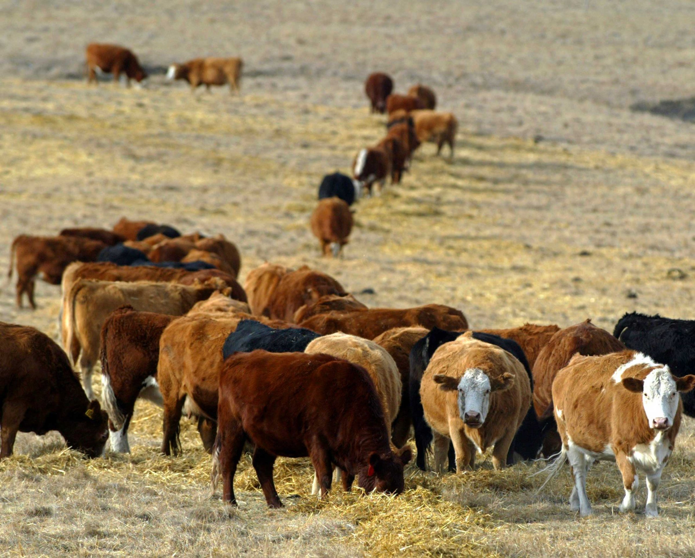 Cattle graze in a pasture in the foothills of the Rocky Mountains west of Calgary, Alberta in 2006.