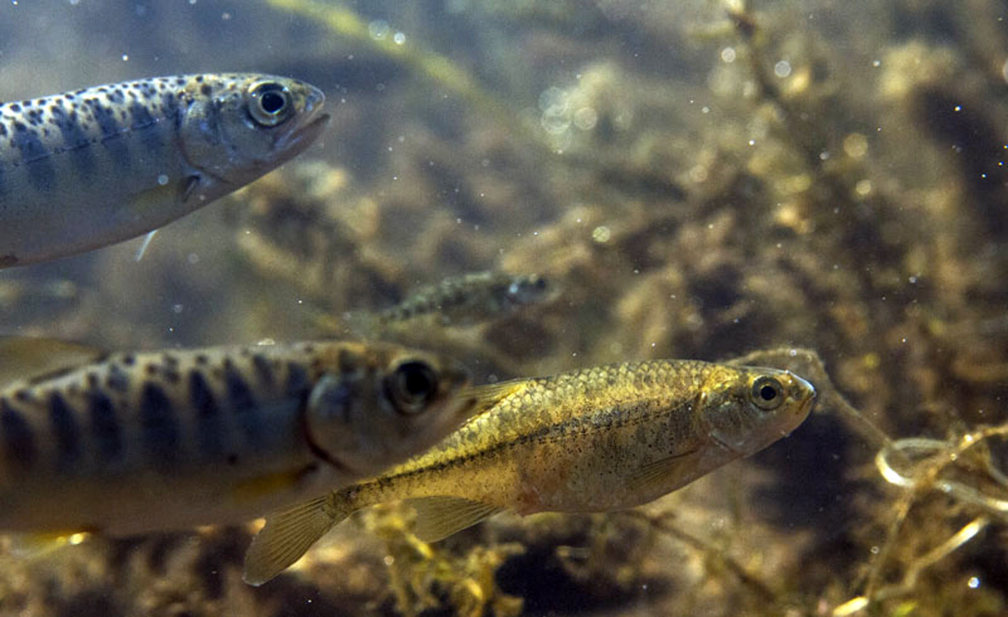 This undated photo provided by Freshwaters Illustrated via the U.S. Fish and Wildlife Service shows an Oregon chub, right, swimming with baby salmon in the McKenzie River in Oregon (Jeremy Monroe—AP)
