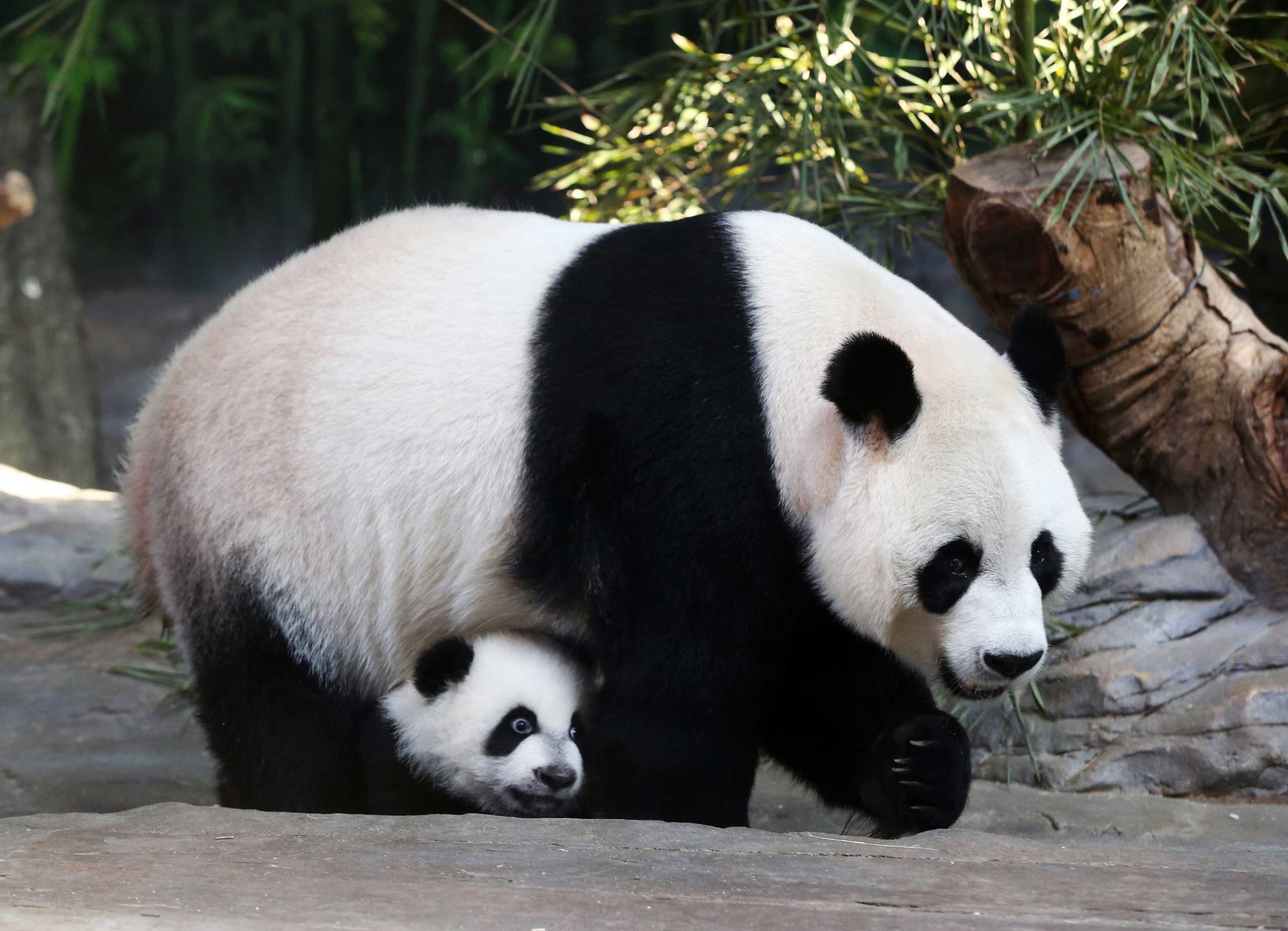 Mother giant panda Juxiao is seen with one of her triplets at Chimelong Safari Park in Guangzhou, Guangdong province
