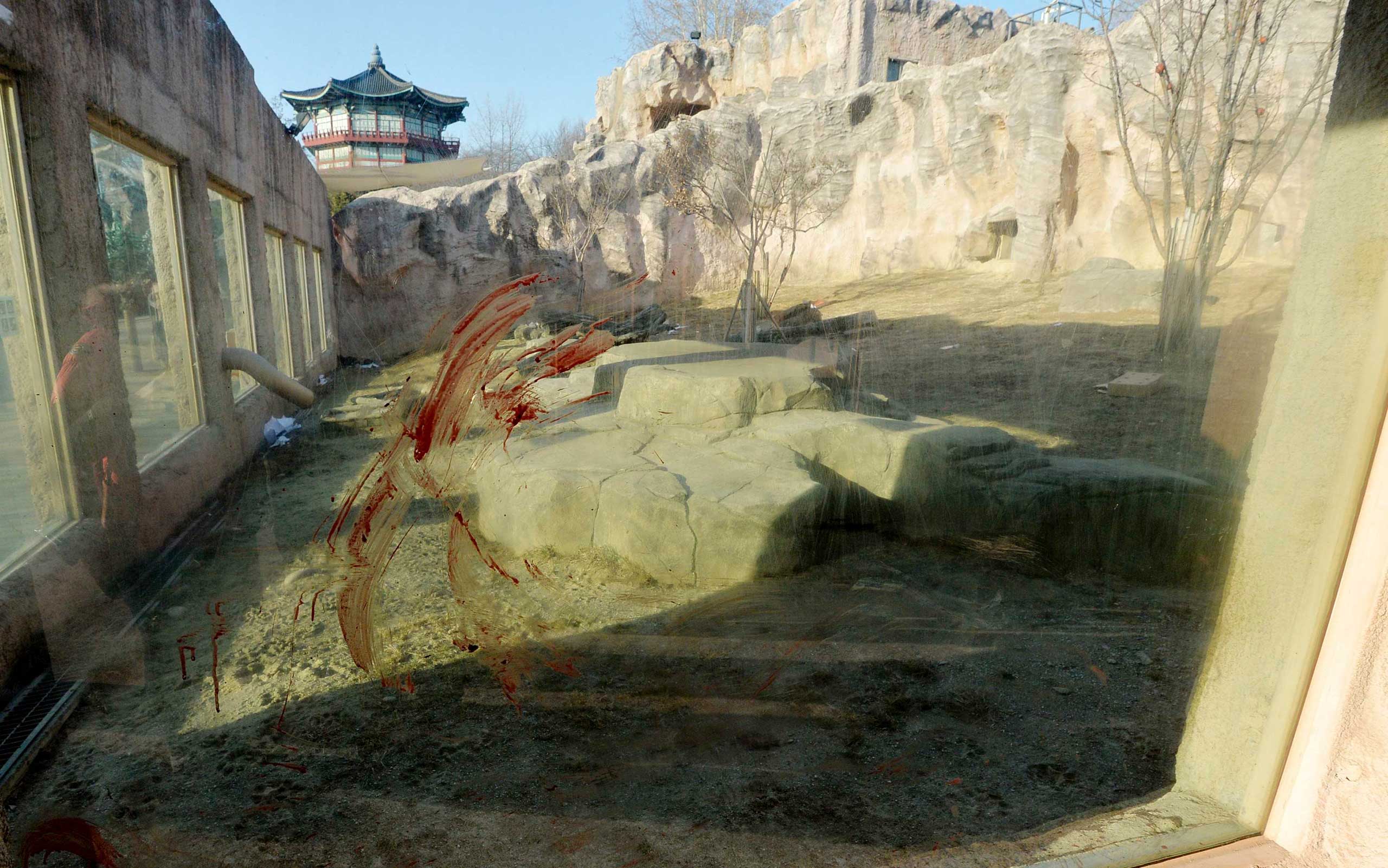Feb. 12, 2015. A bloodstain is seen on the window of a lion enclosure at the Children's Grand Park Zoo in central Seoul. A lion at the zoo mauled a keeper to death after the man entered its cage to install equipment.