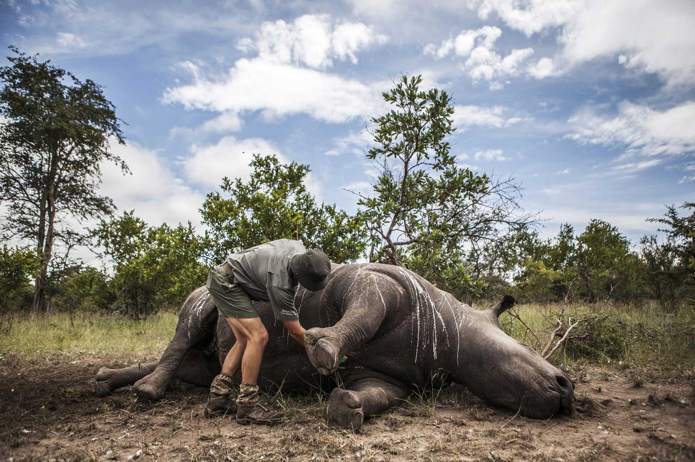 41 rhinos killed for horns in 2015