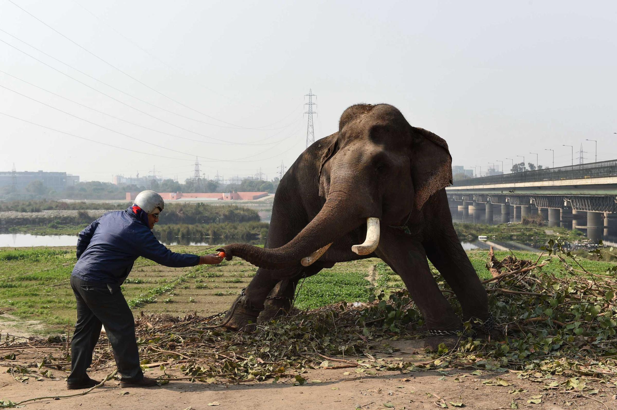 TOPSHOTS-INDIA-ANIMAL-ELEPHANT