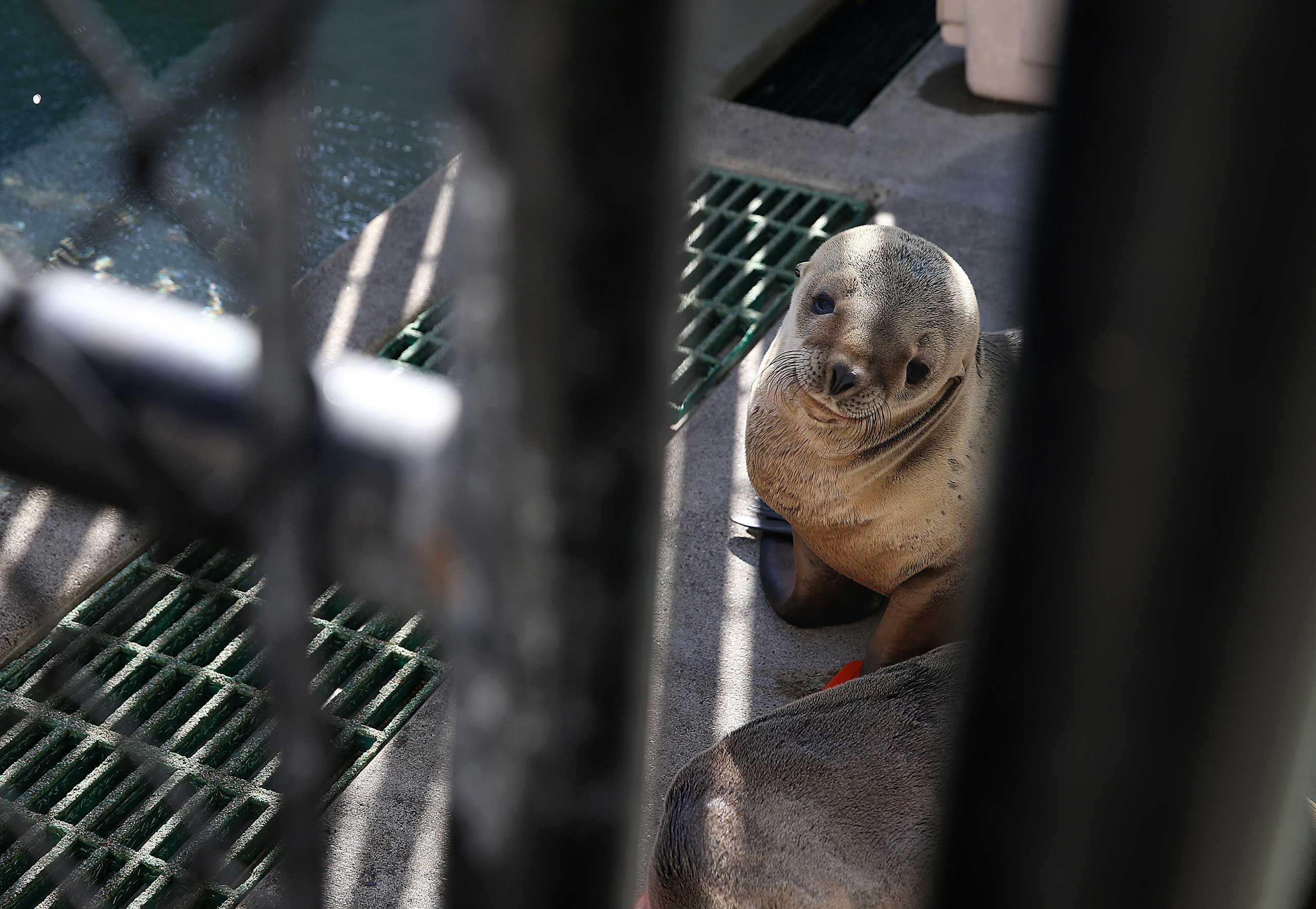 A sick California sea lion pup sits in an enclosure at the Marine Mammal Center on Feb. 12, 2015 in Sausalito, California. (Justin Sullivan&mdash;Getty Images)