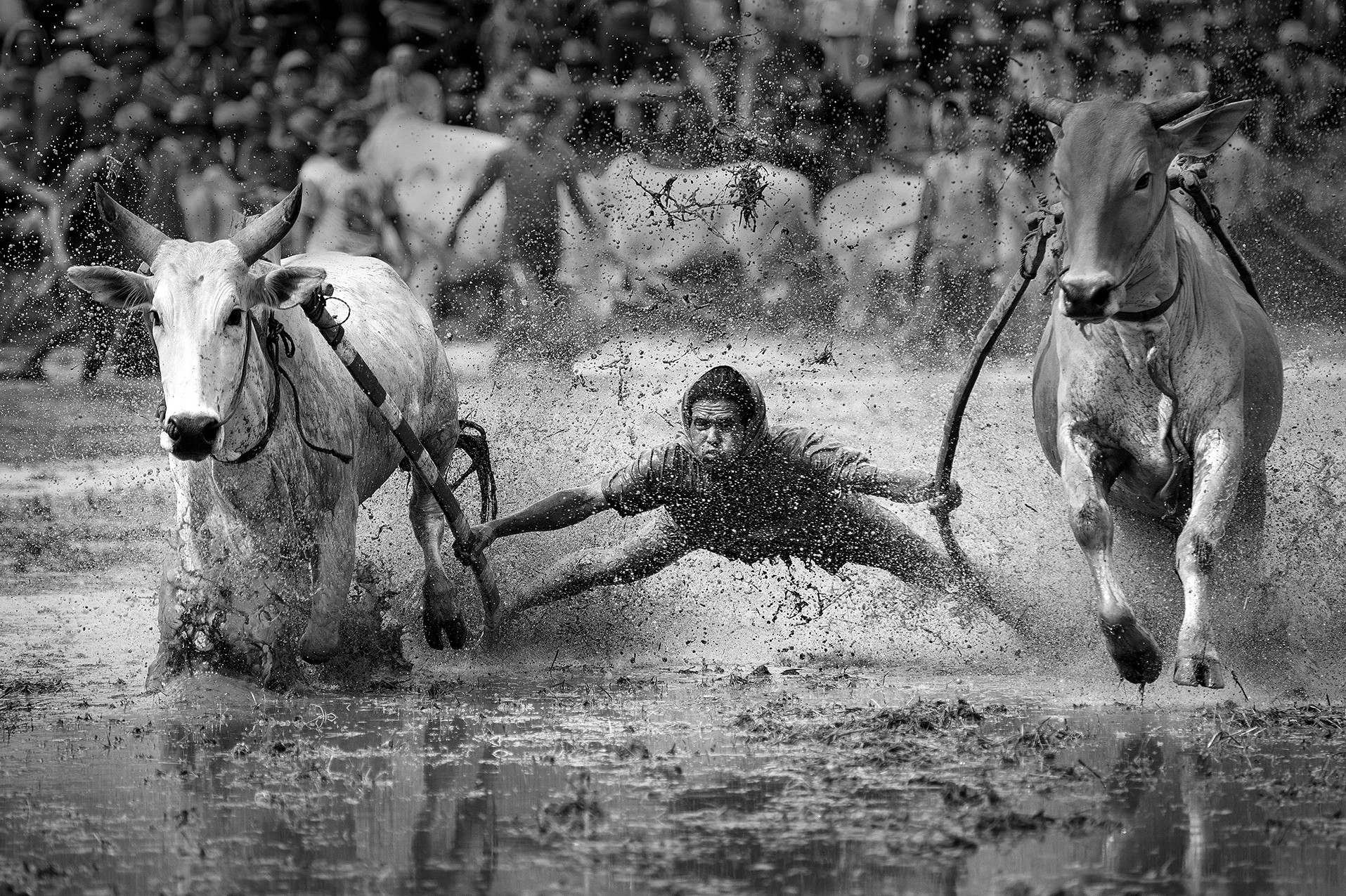 Nominated in the Sport category. The series includes shots of a cow race in Padang, Sumatra, Indonesia