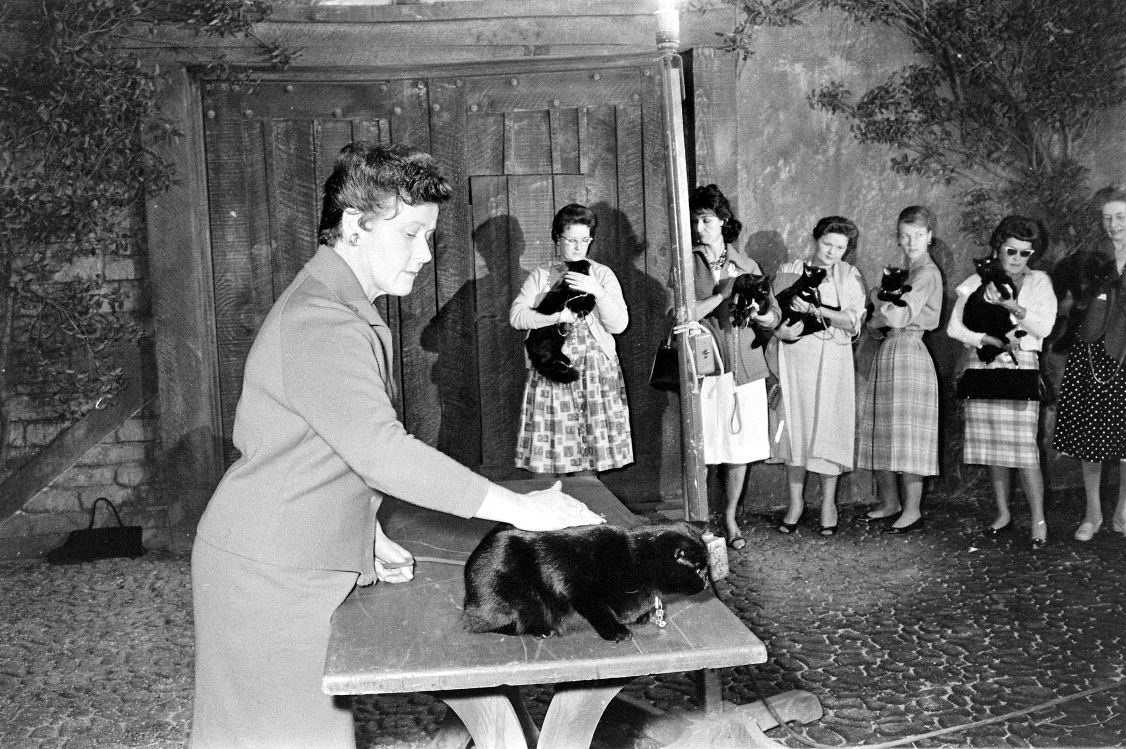 Black Cat Audition, 1961