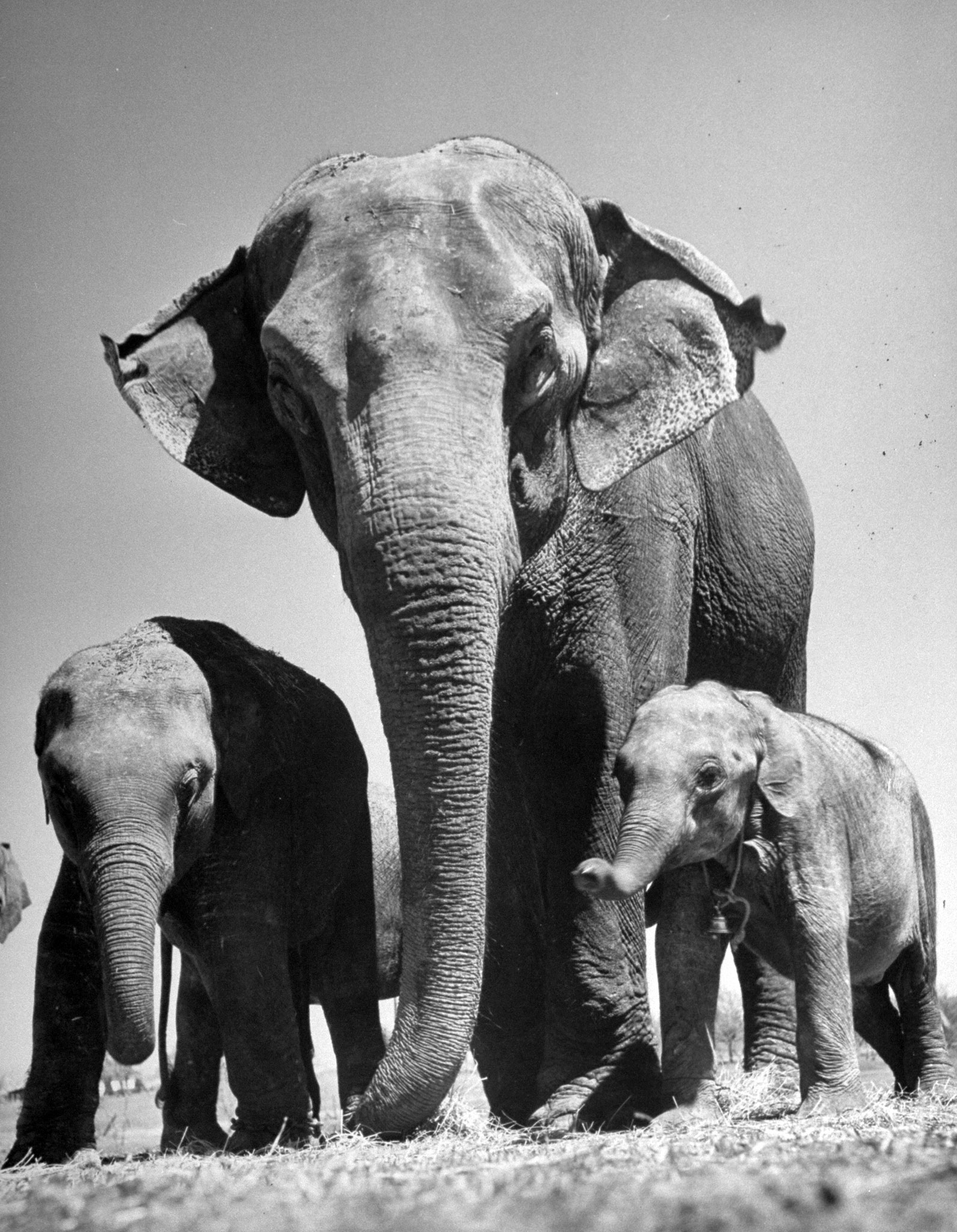 "Butch" (R), baby female Indian elephant, with other elephants in the Dailey Circus.