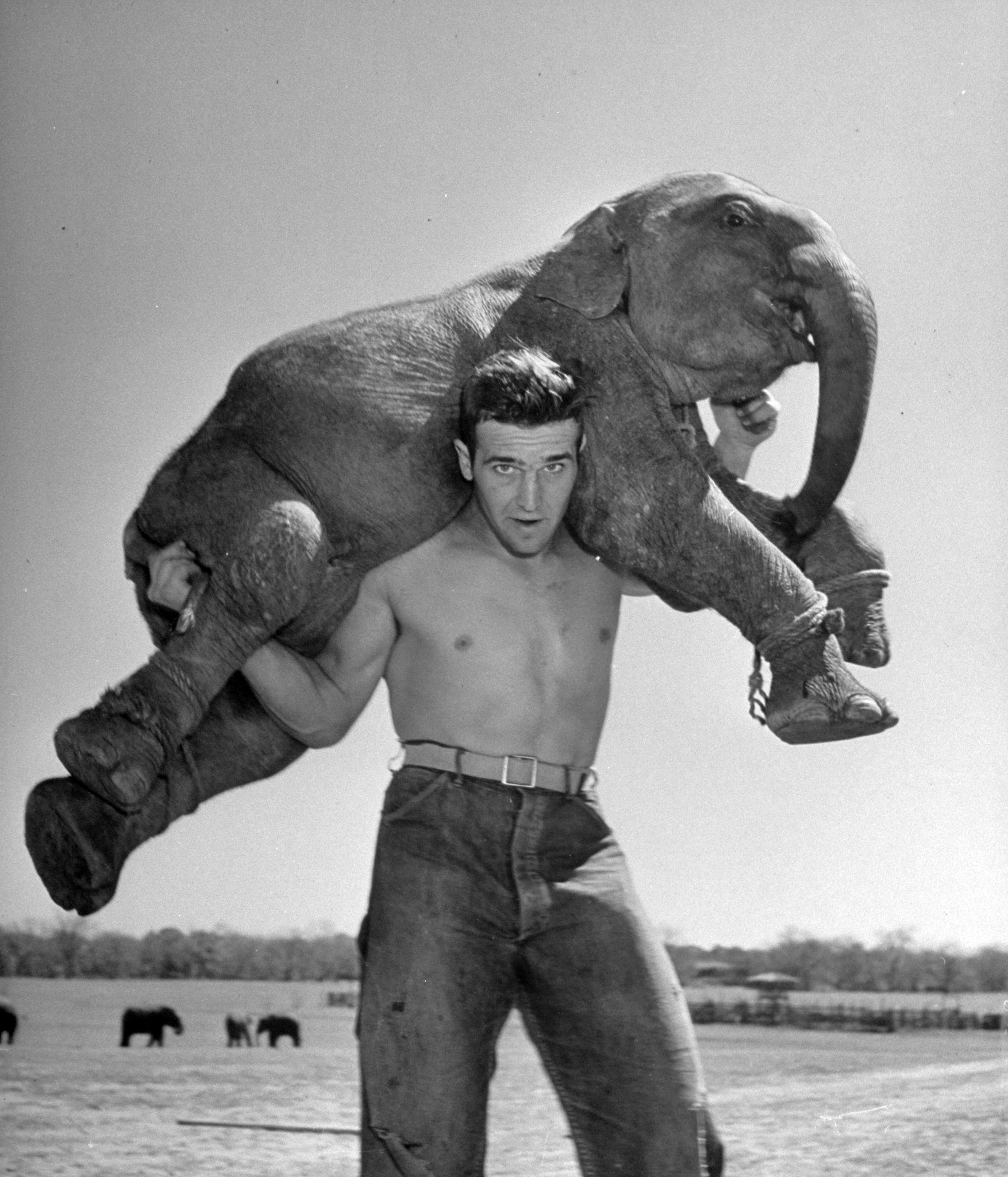 "Butch", baby female Indian elephant in the Dailey Circus, being hoisted on shoulders of circus owner Ben Davenport. Butch weighs around 200 pounds.