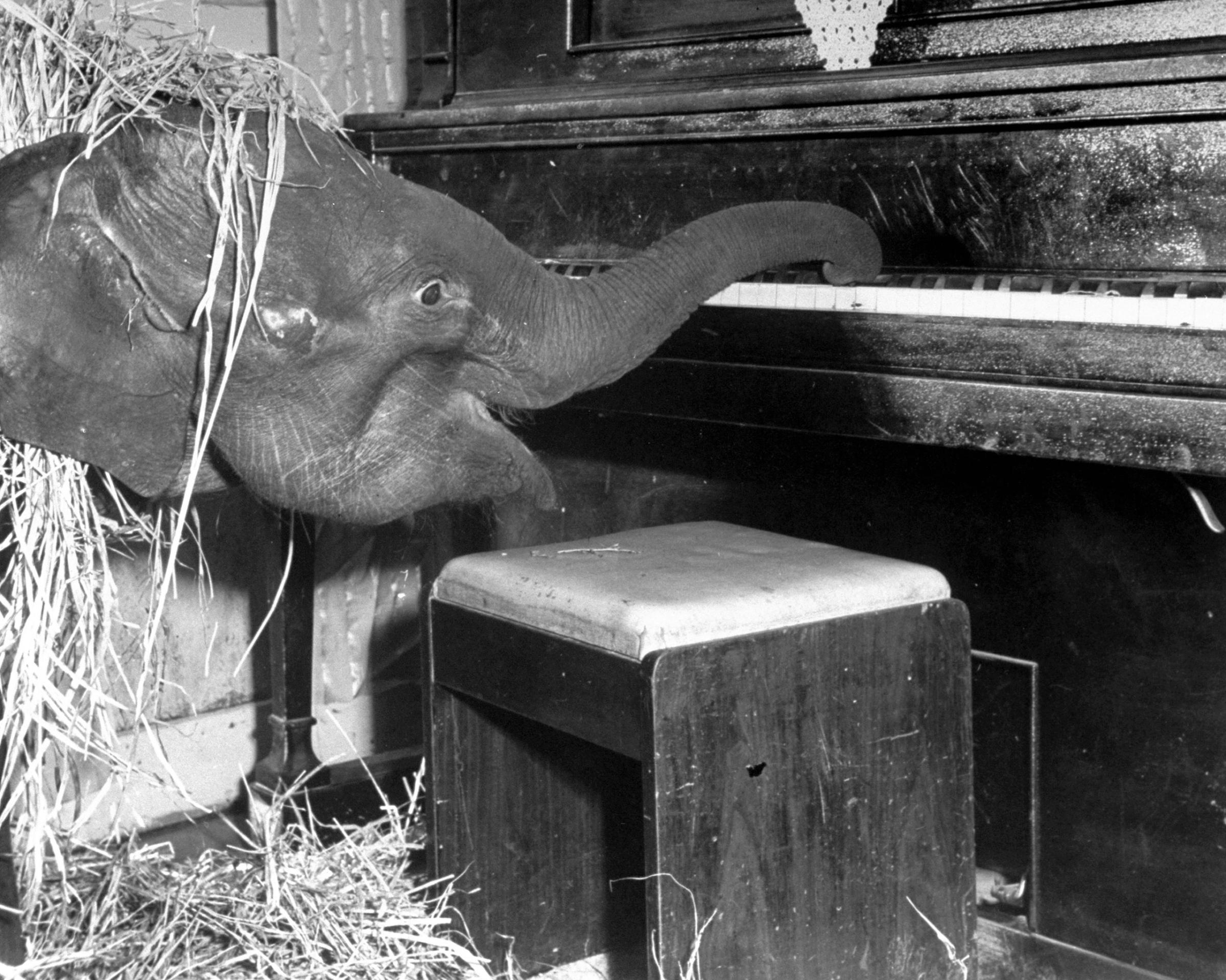 "Butch", baby female Indian elephant in the Dailey Circus, playing piano.