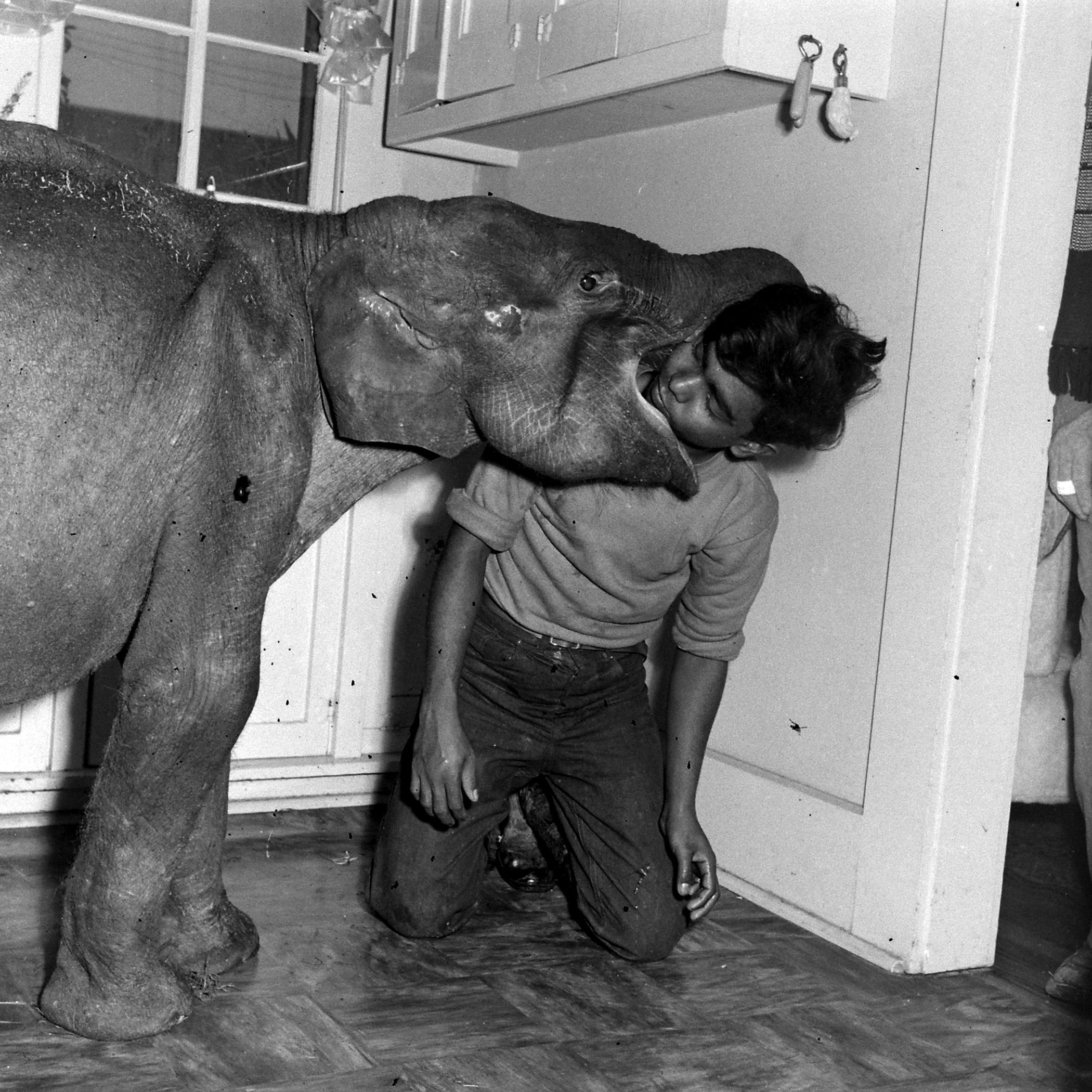 "Butch" the baby elephant playing with her keeper, Singh.