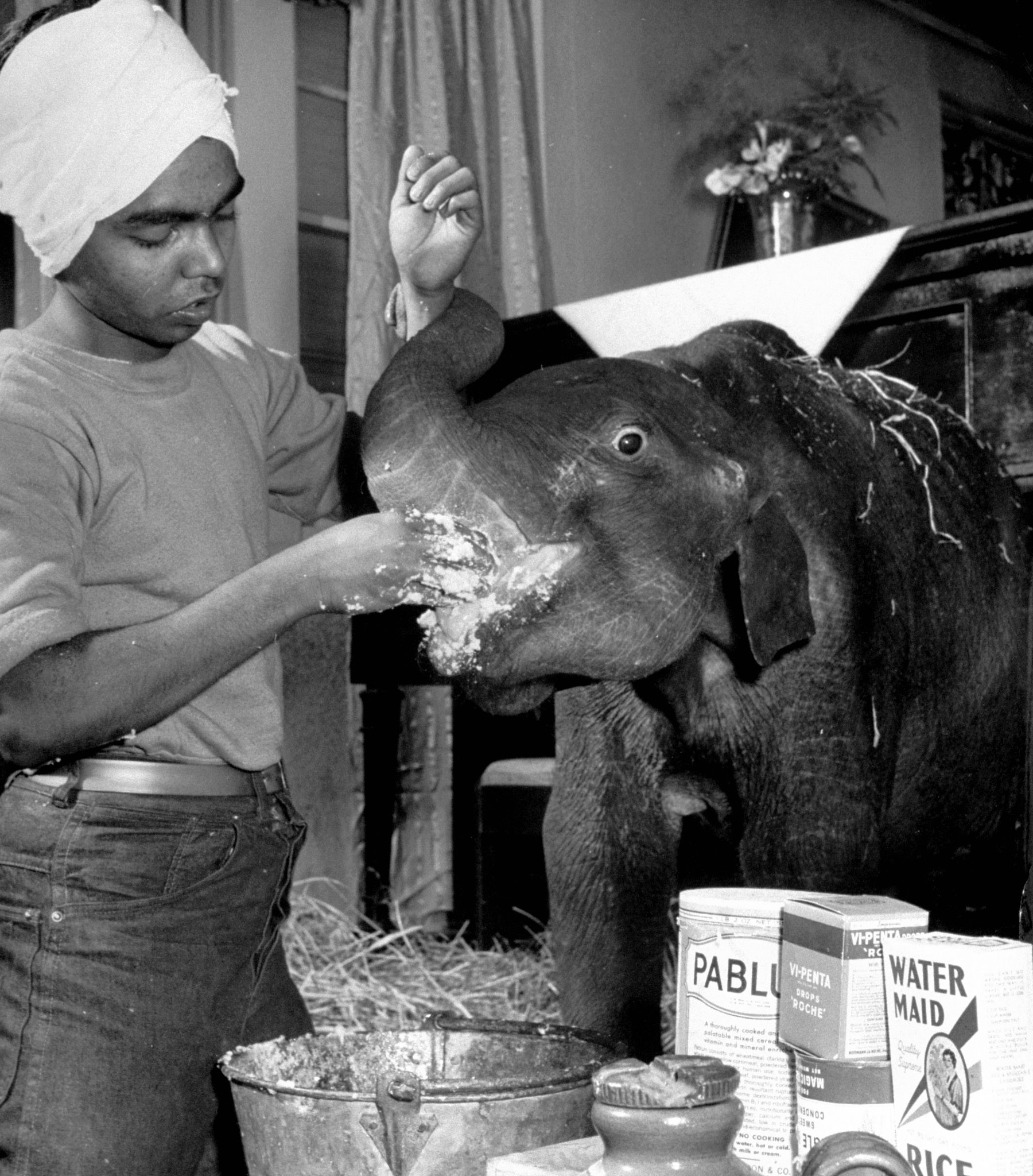 "Butch", baby female Indian elephant in the Dailey Circus, being fed by keeper Singh. Butch eats mixture of pablu, condensed milk and vitamins.