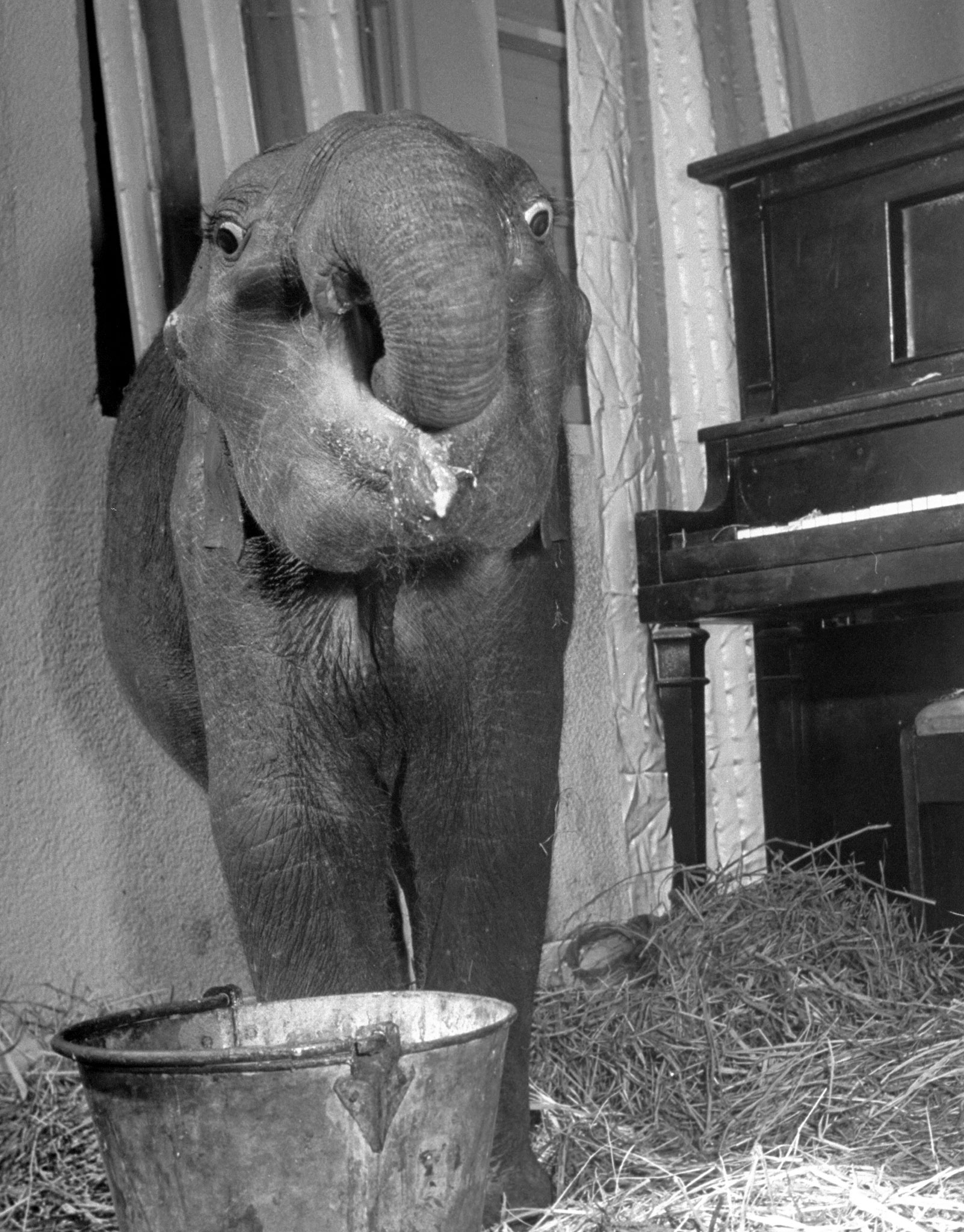 "Butch", baby female Indian elephant in the Dailey Circus, at feeding time.