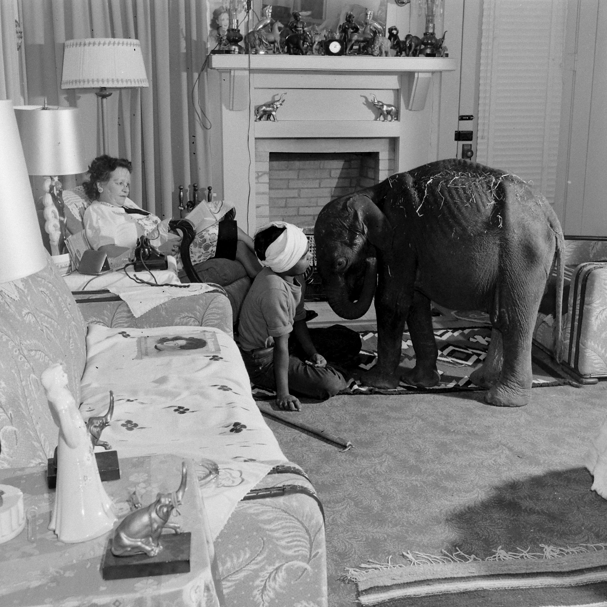 "Butch" the baby elephant with her keeper Singh in the Davenport living room.