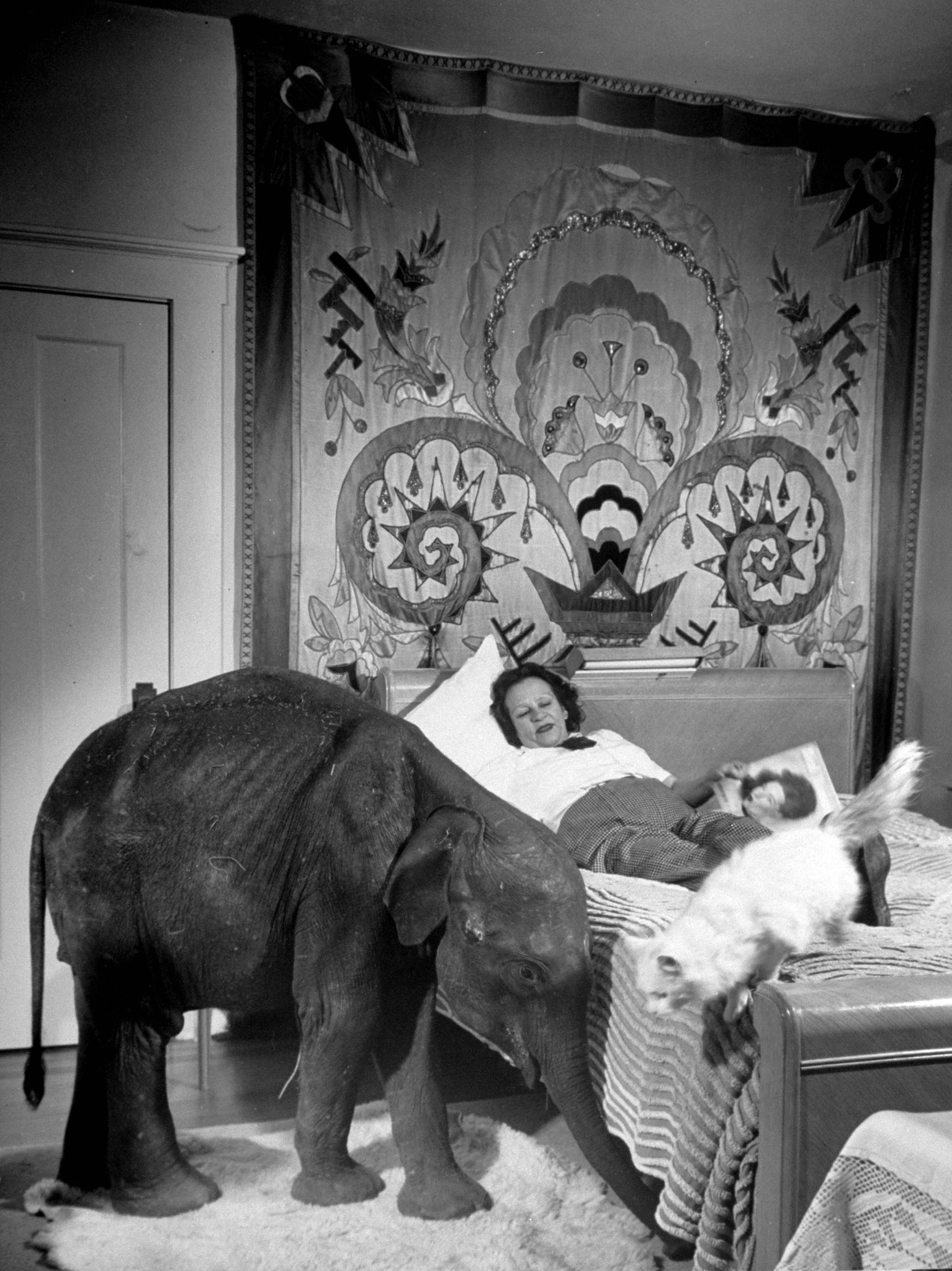 "Butch", baby female Indian elephant in the Dailey Circus, making herself one of the family in the Davenport household. The Davenports own the circus.