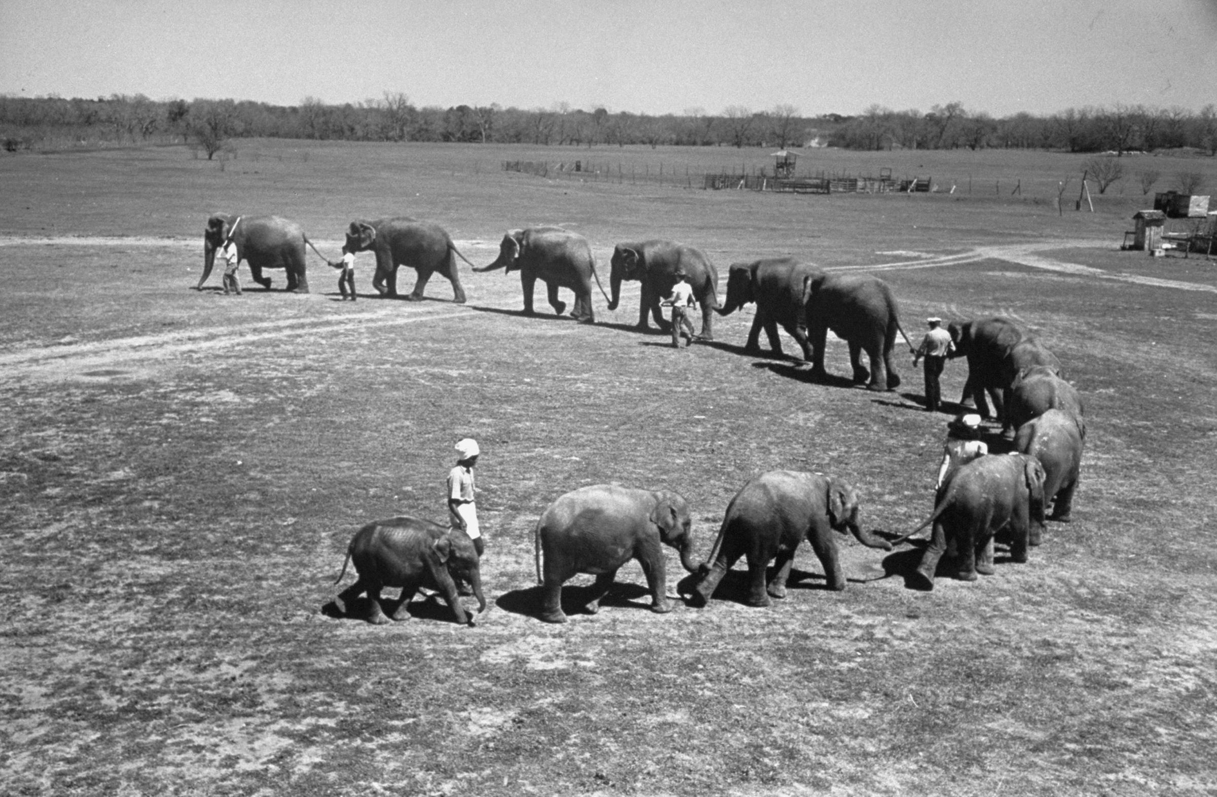 "Butch", baby female Indian elephant in the Dailey Circus, bringing up the rear in line of twelve elephant performers.