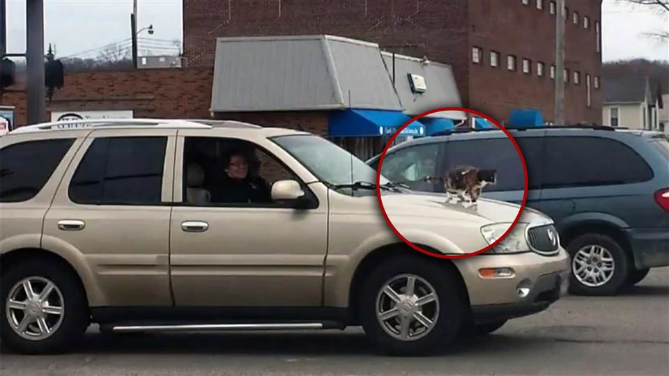 A cat is seen secured on the hood of a vehicle with a leash.