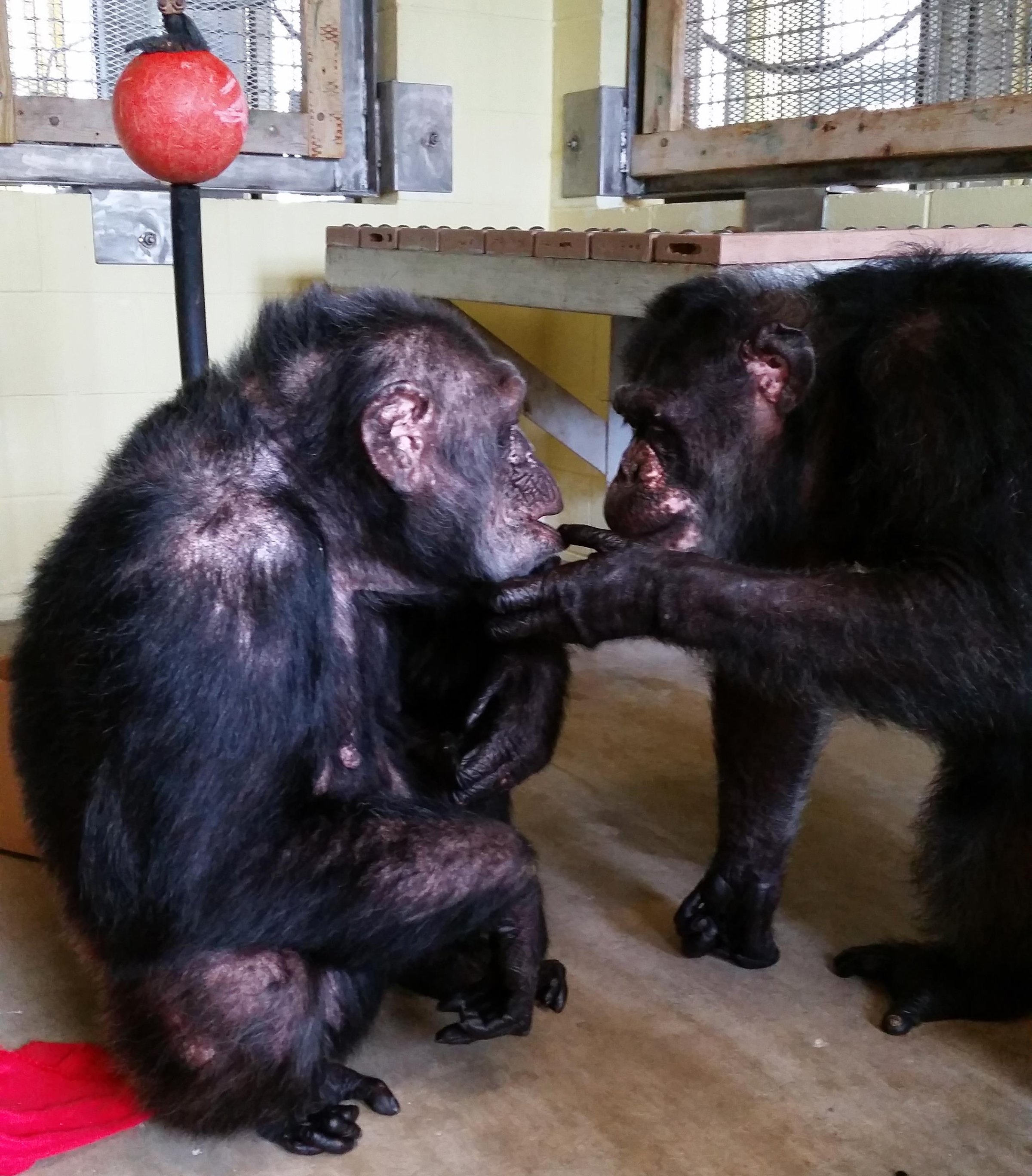 Iris, who did not have any chimp friends at a Georgia zoo, meets her new pal Abdul at the Florida sanctuary she now calls home.