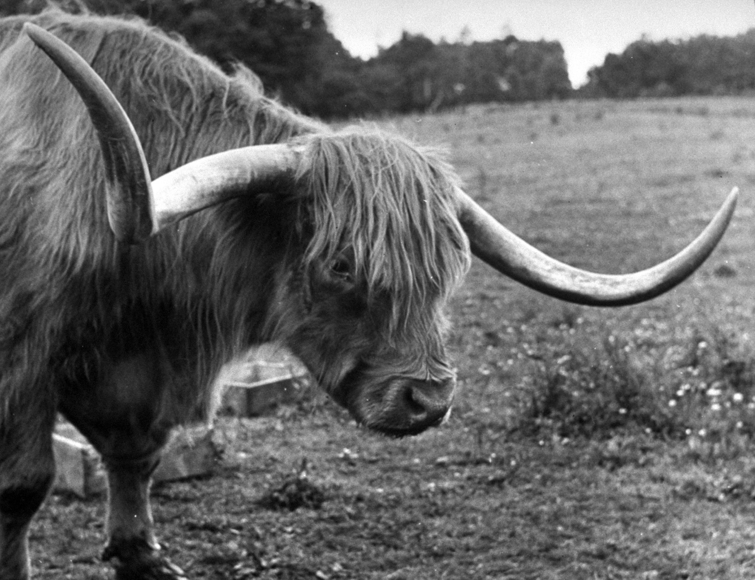 A champion steer standing in a pasture, Scotland 1947.