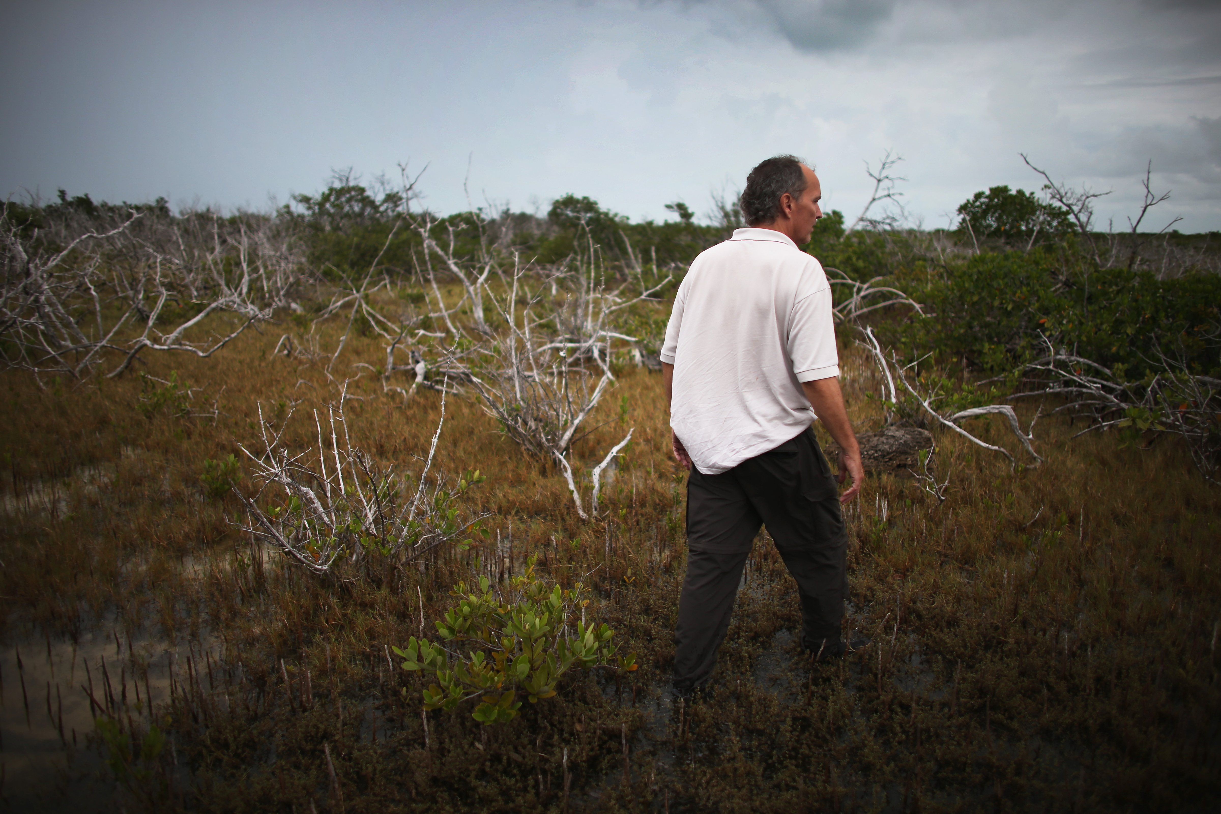 Phillip Hughes, an ecologist with the U.S. Fish and Wildlife Service, walks through an area of buttonwood trees killed by a saltwater incursion in Big Pine Key, Florida. Hughes says over the past 50 years, as sea levels rise, the Florida Keys upland vegetation has been dying off and replaced by salt-tolerant vegetation (Joe Raedle—Getty Images)