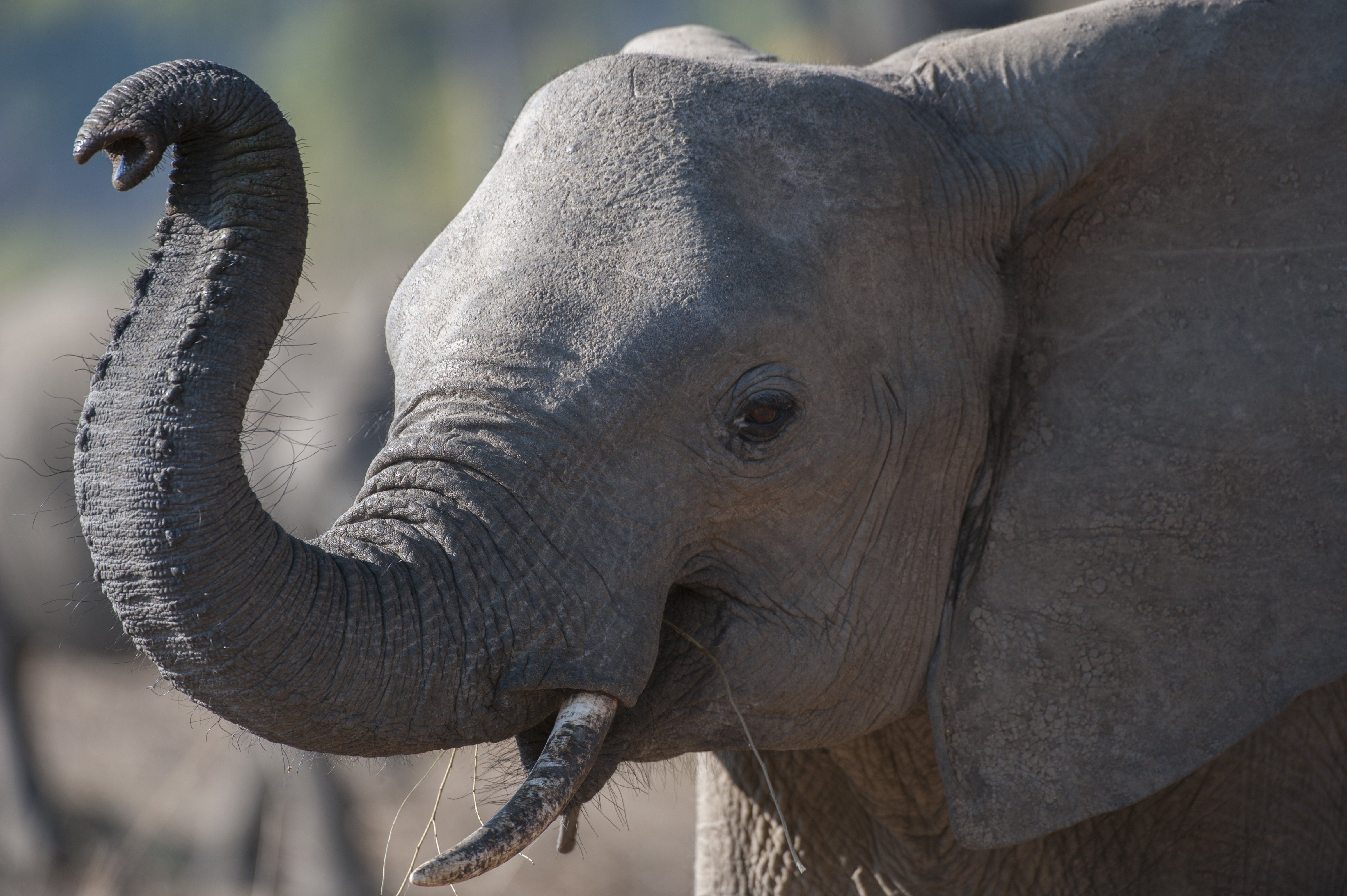 Close-up of African elephant (Loxodonta africana) smelling