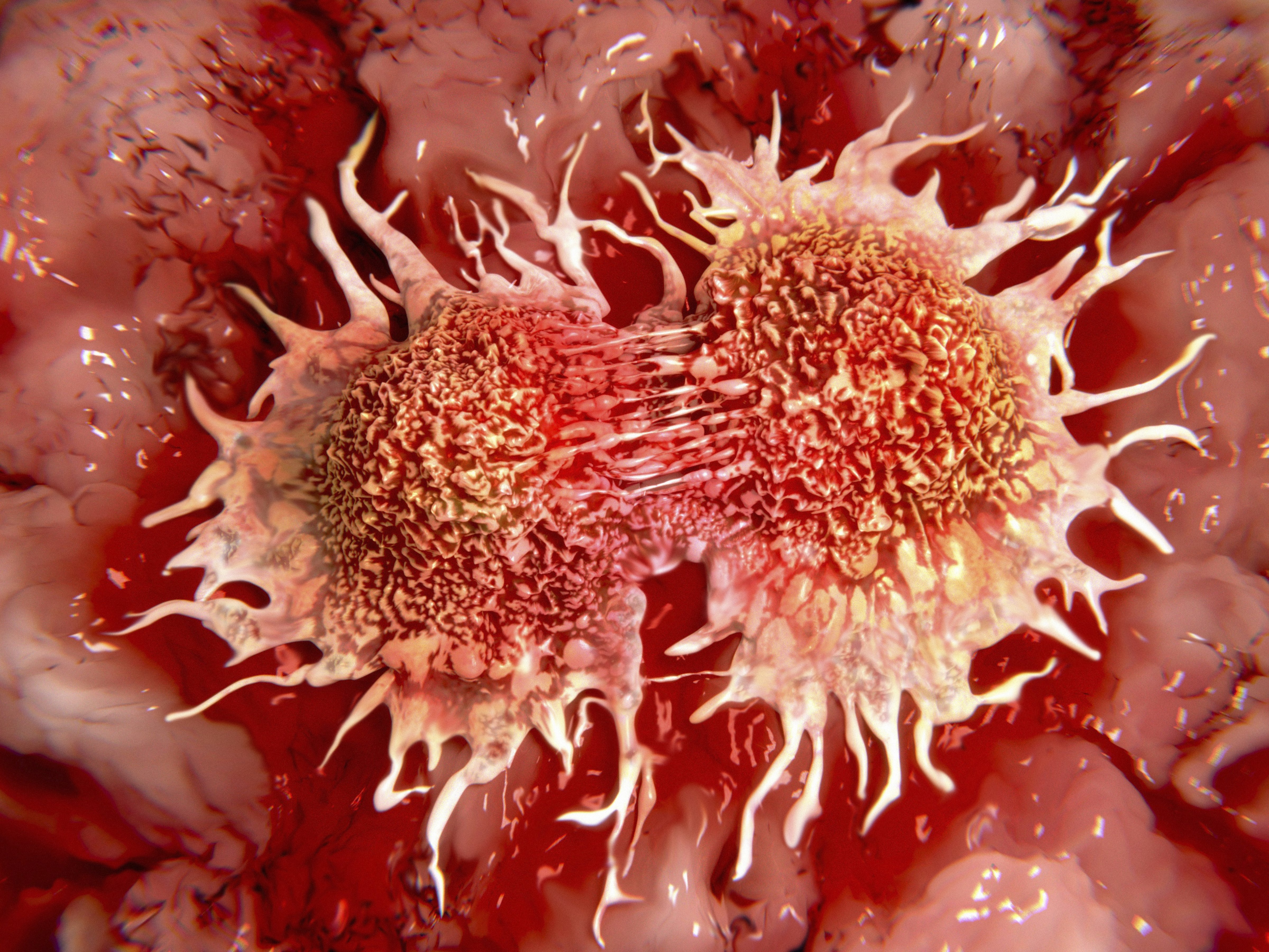 Illustration of cancer cells in middle of dividing (JUAN GARTNER&mdash;Getty Images/Science Photo Library RF)