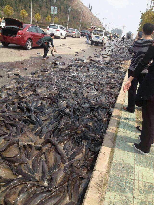 Thousands of kilograms of catfish scatter across the road in the Kaili Development Zone in Qiandongnan Miao and Dong Autonomous Prefecture on March 17, 2015 in Kaili, Guizhou province of China