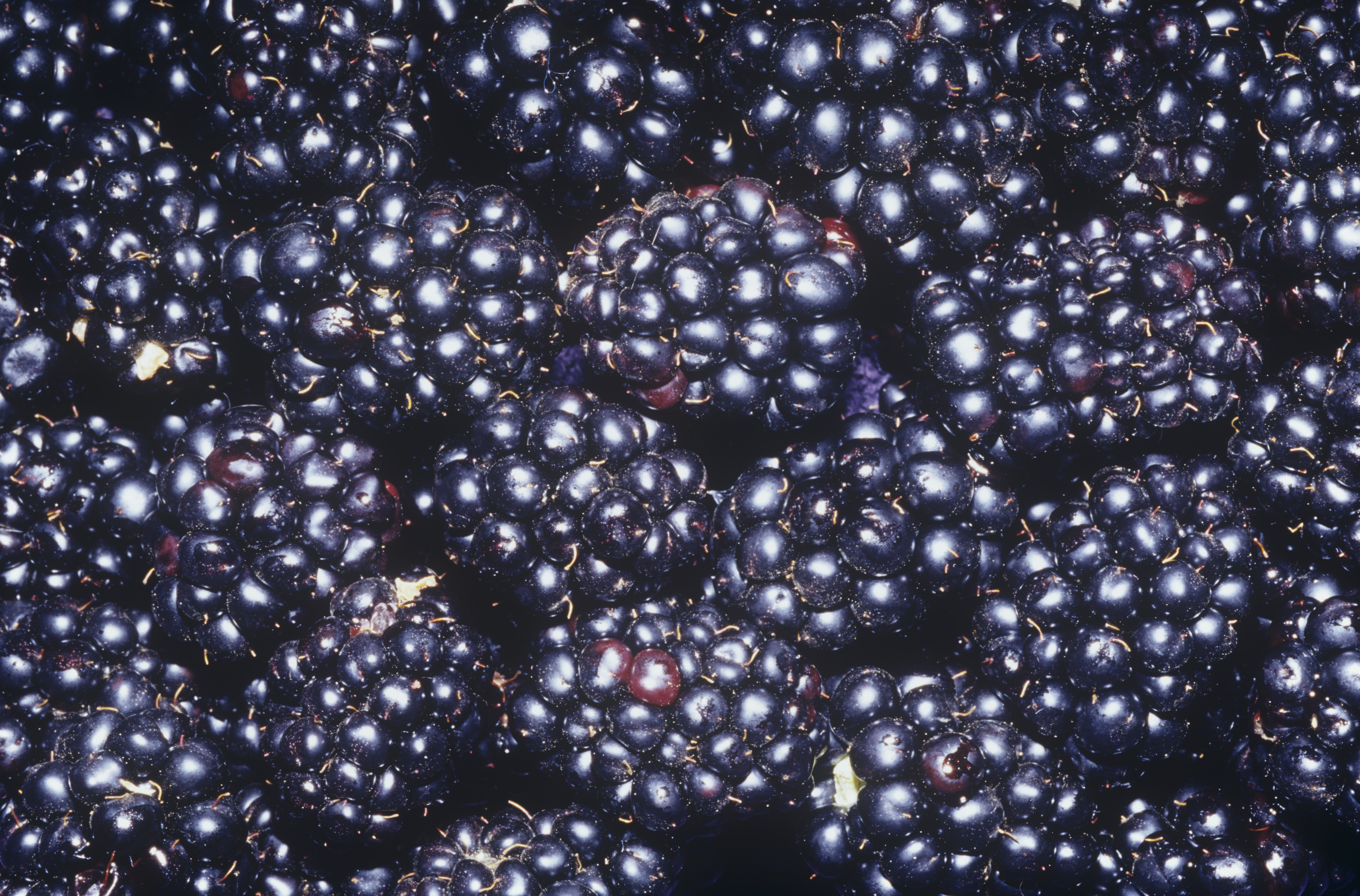 Blackberries: “Blackberries are very prolific in Mexico in April,” says Romano. “They are very big, very plump, they have virtually no tartness to it.