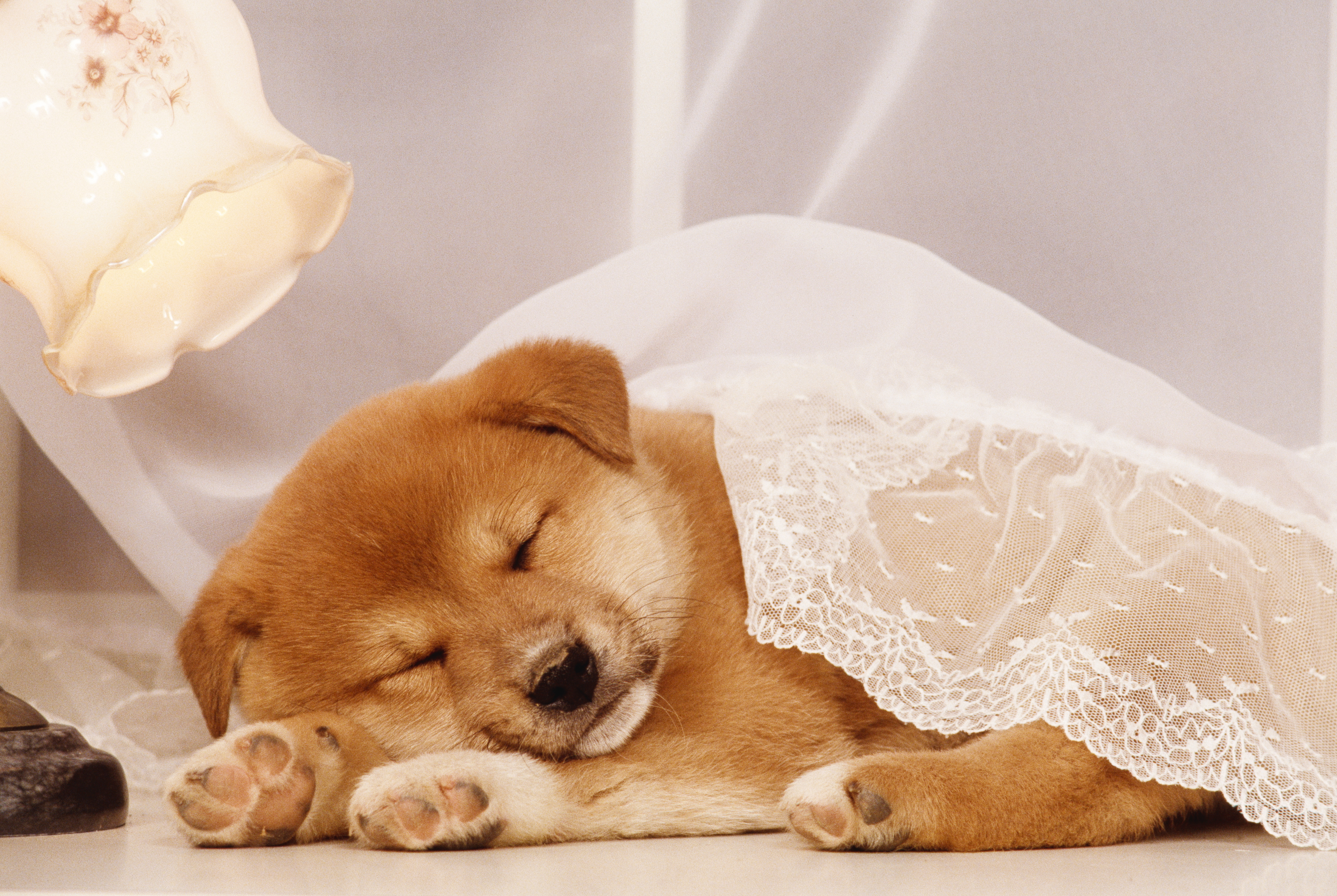 World Sleep Day: Videos of Cute Animals Sleeping | Time