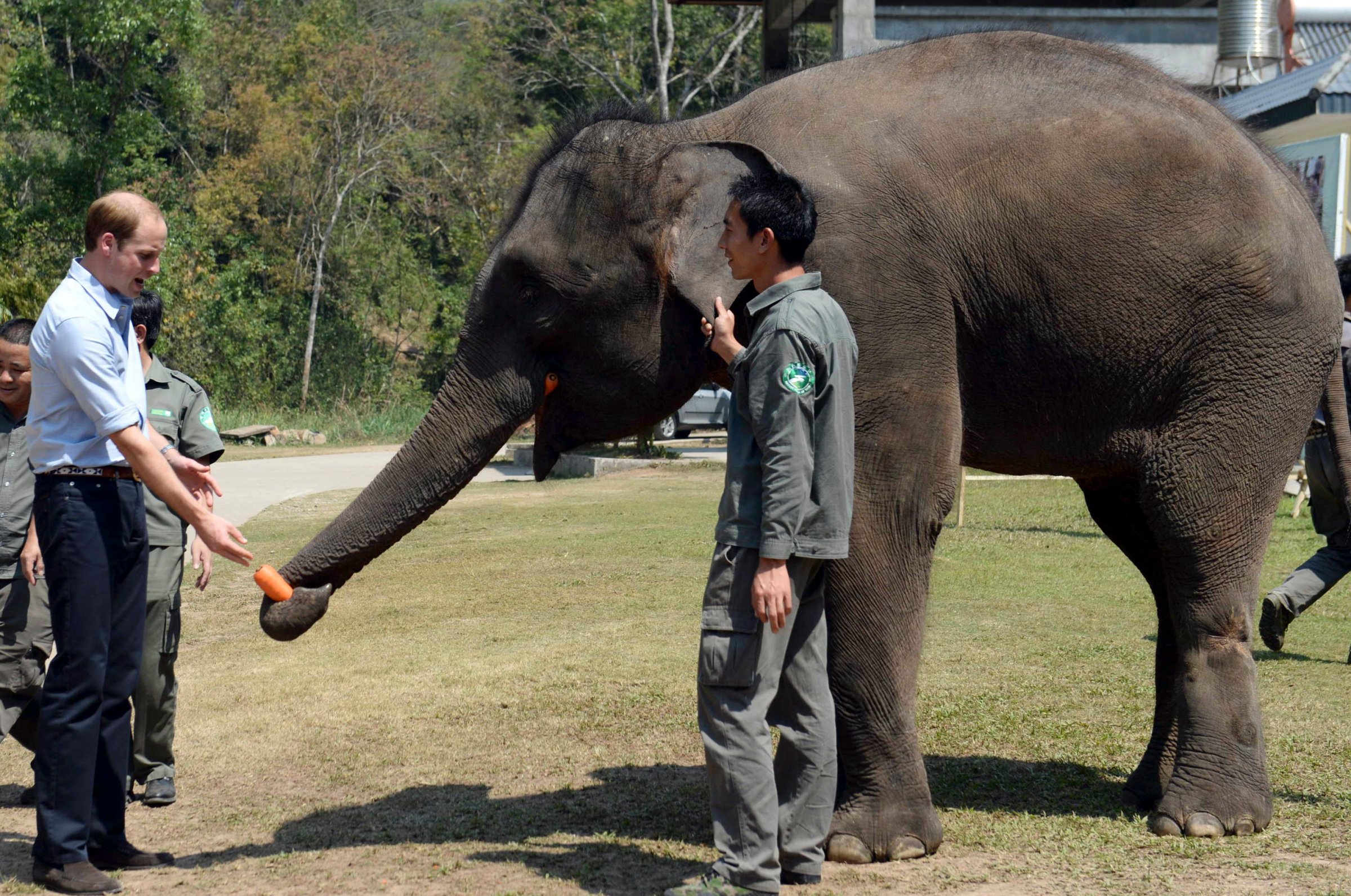 Britain's Prince William feeds Ran Ran, a 13-year-old female elephant in southwest China's Yunnan province on March 4, 2015.