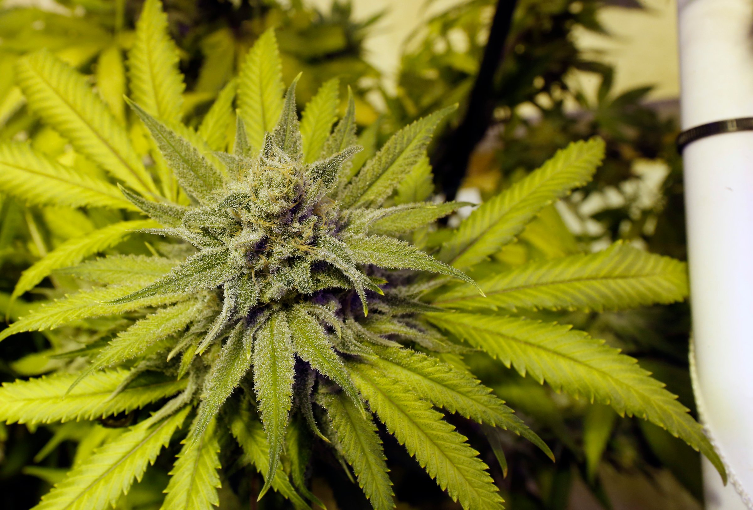Legally-grown marijuana grows at a dispensary in Denver on May 8, 2014.
