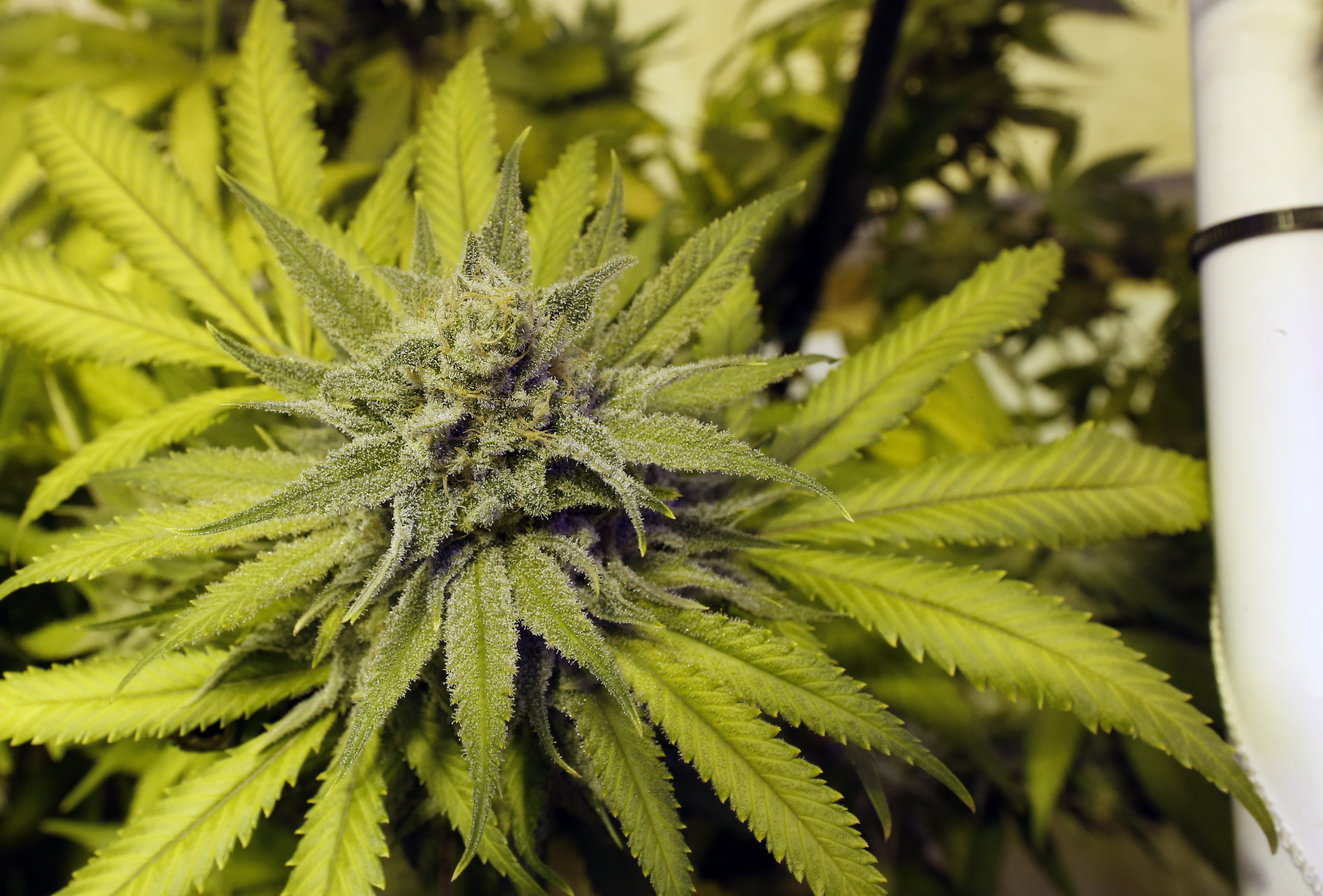 Legally-grown marijuana grows at a dispensary in Denver on May 8, 2014. (Brennan Linsley—AP)
