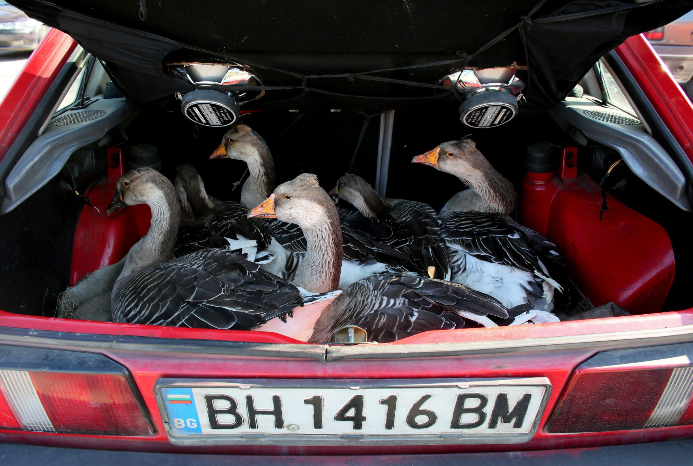 A woman sells geese from the trunk of her car, at an outdoor market in Vidin, Bulgaria on October 18th, 2014. Many Bulgarians sell personal belongings, fruit and vegetables grown at home, or resell goods as a supplement to their primary earnings. This photo is from a project that aims to gauge the state and effect of democracy in the former Soviet satellite nation Bulgaria, two and a half decades after the fall of the Berlin Wall. The story of democracy in Bulgaria at age 25 is a cautionary tale about transplanting one-size-fits-all Western values to a nation still undergoing social and economic upheaval. Bulgaria is still one of the poorest, most corrupt nations in the European Union, its post-1989 hopes wilted by political instability, high crime rates and skyrocketing inflation. While Bulgarians can now freely vote and protest without much threat to their freedom, their new oppressor is corruption - which is at a 15 year high, across political and civil sectors alike. The ennui is so casually etched on the passerby's face that it becomes routine - one that fits in sadly well against a startling backdrop of rotting architecture, joblessness, and a vast population decline. Despite what democracy has changed in Bulgaria, the daily struggles of its populace remain largely untouched, trapped in a post-communist time capsule.This project was supported by a grant from The Pulitzer Center on Crisis Reporting. Photo by: Yana PaskovaCopyright © Yana Paskova 2014
