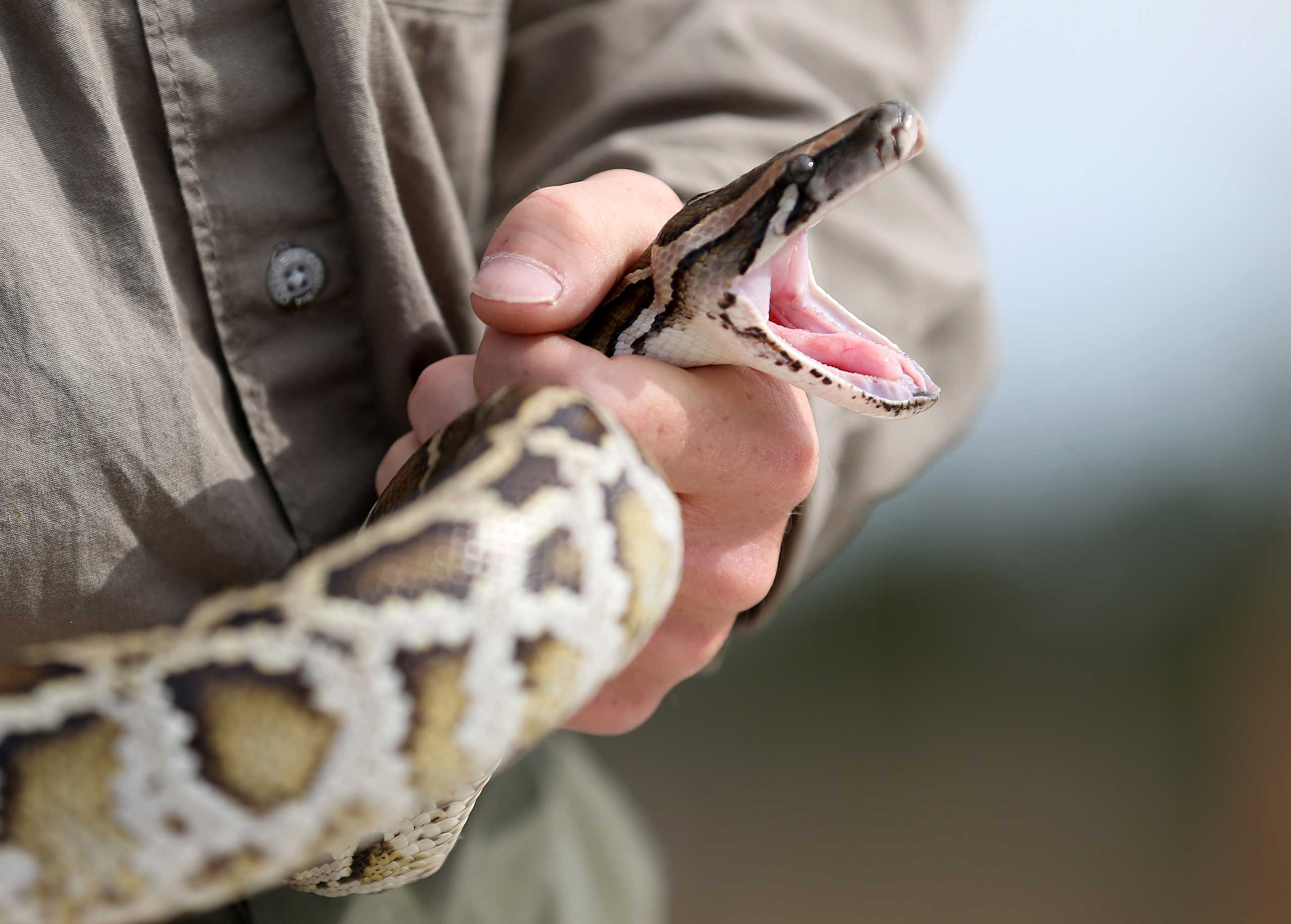 Edward Mercer, a  Florida Fish and Wildlife Conservation Commission non-native Wildlife Technician, holds a Burmese Python during a press conference in the Florida Everglades about the non-native species on January 29, 2015 in Miami. (Joe Raedle—Getty Images)