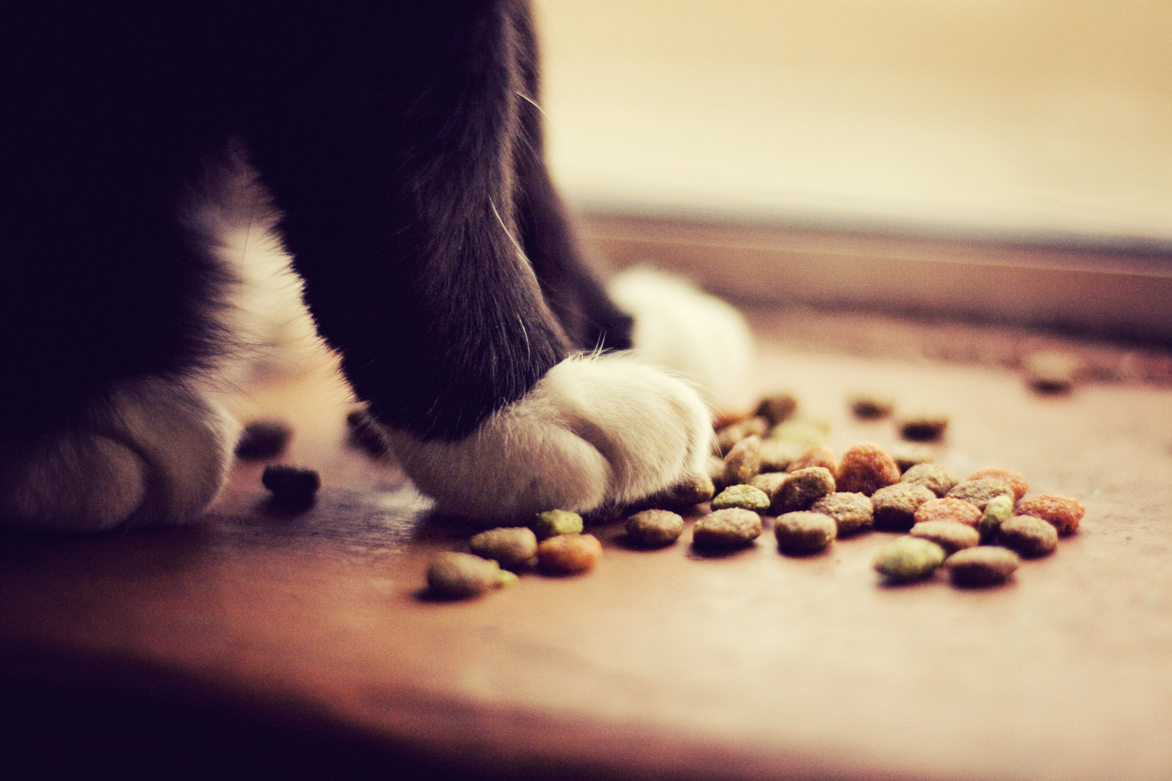 Cat paws with kibble