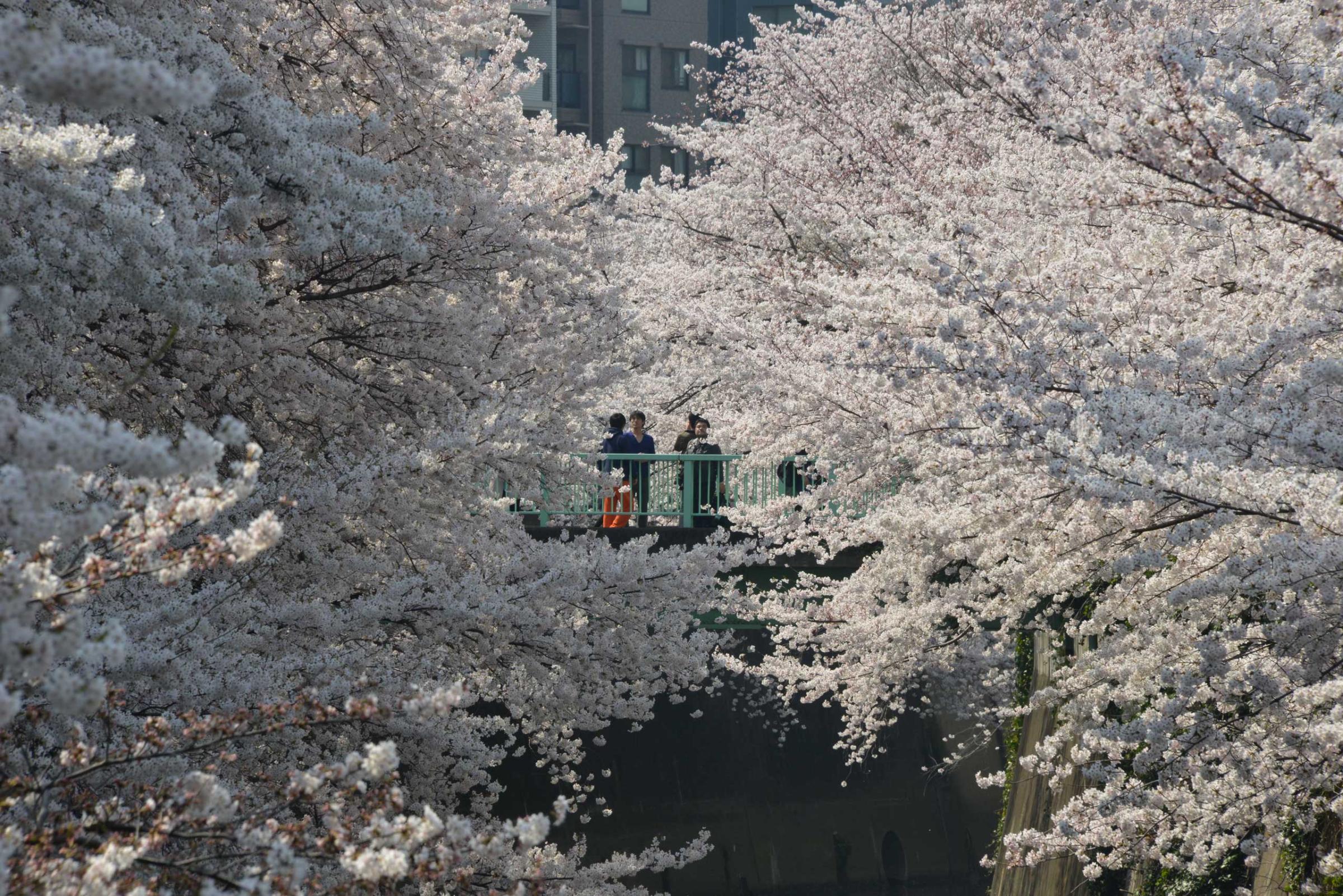 A man takes a picture of cherry blossoms in full bloom in Tokyo, March 30, 2015.