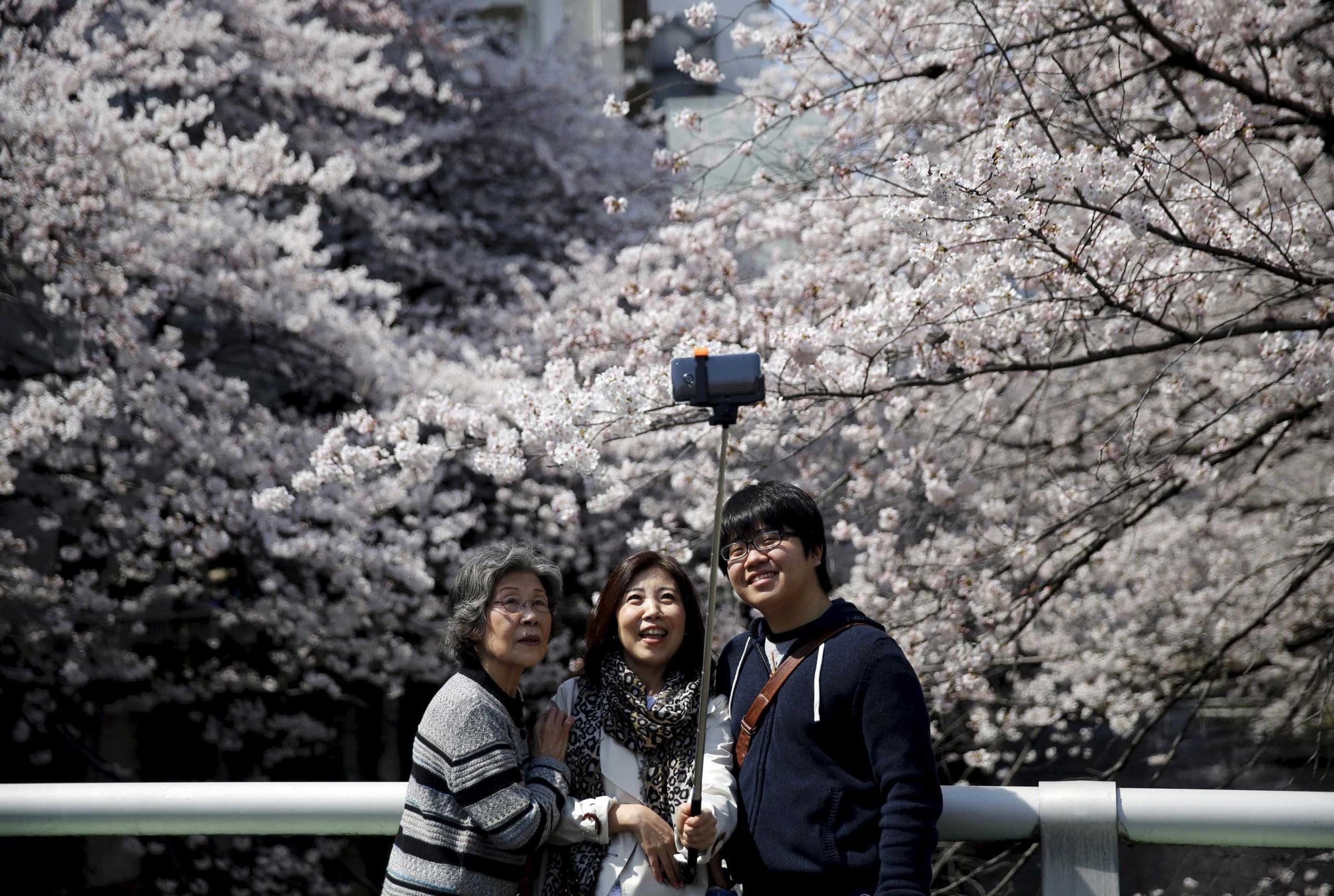 People take a selfie with cherry blossoms in full bloom in Tokyo, March 30, 2015.