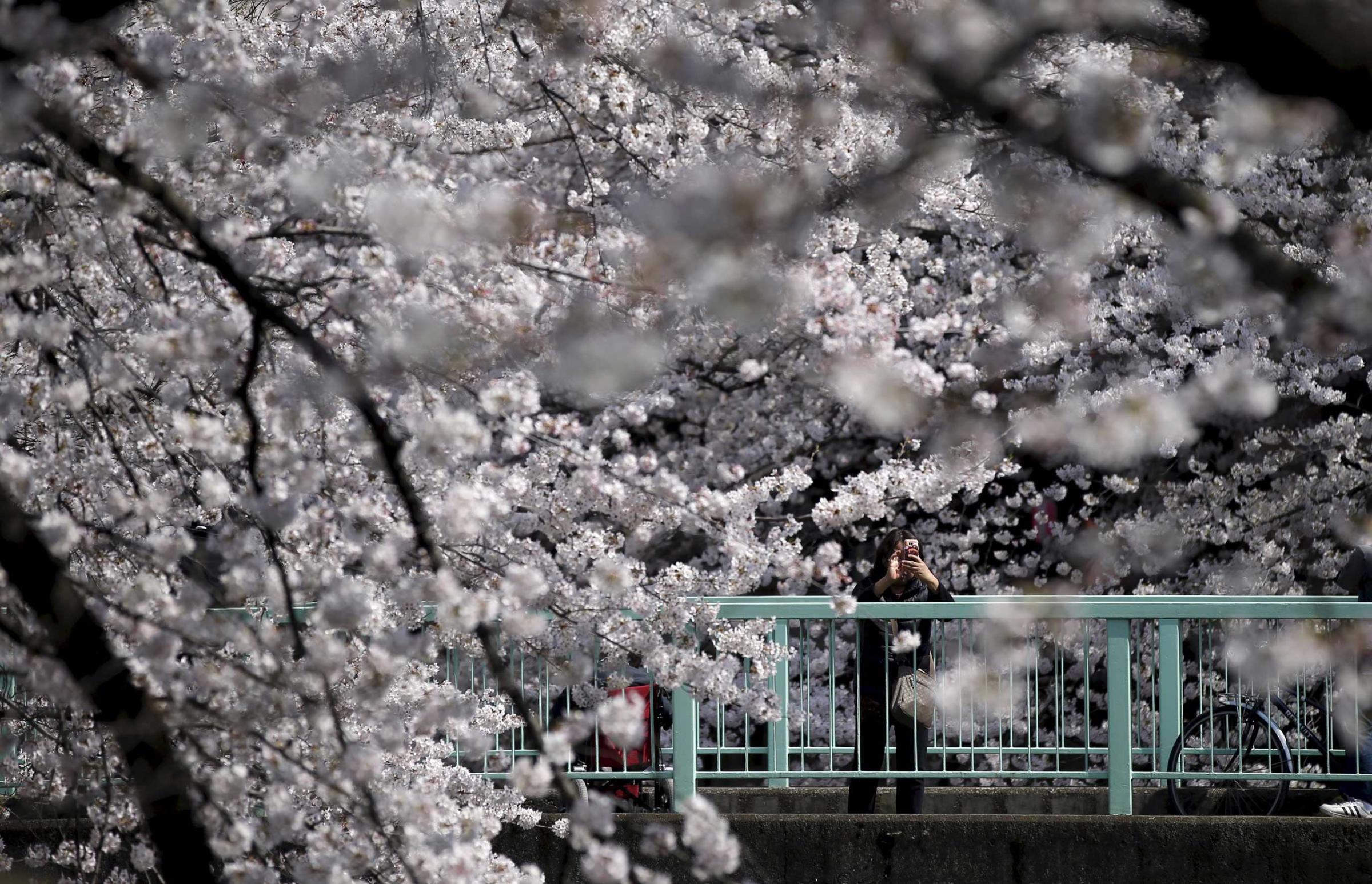 A woman takes a picture of cherry blossoms in full bloom in Tokyo, March 30, 2015.