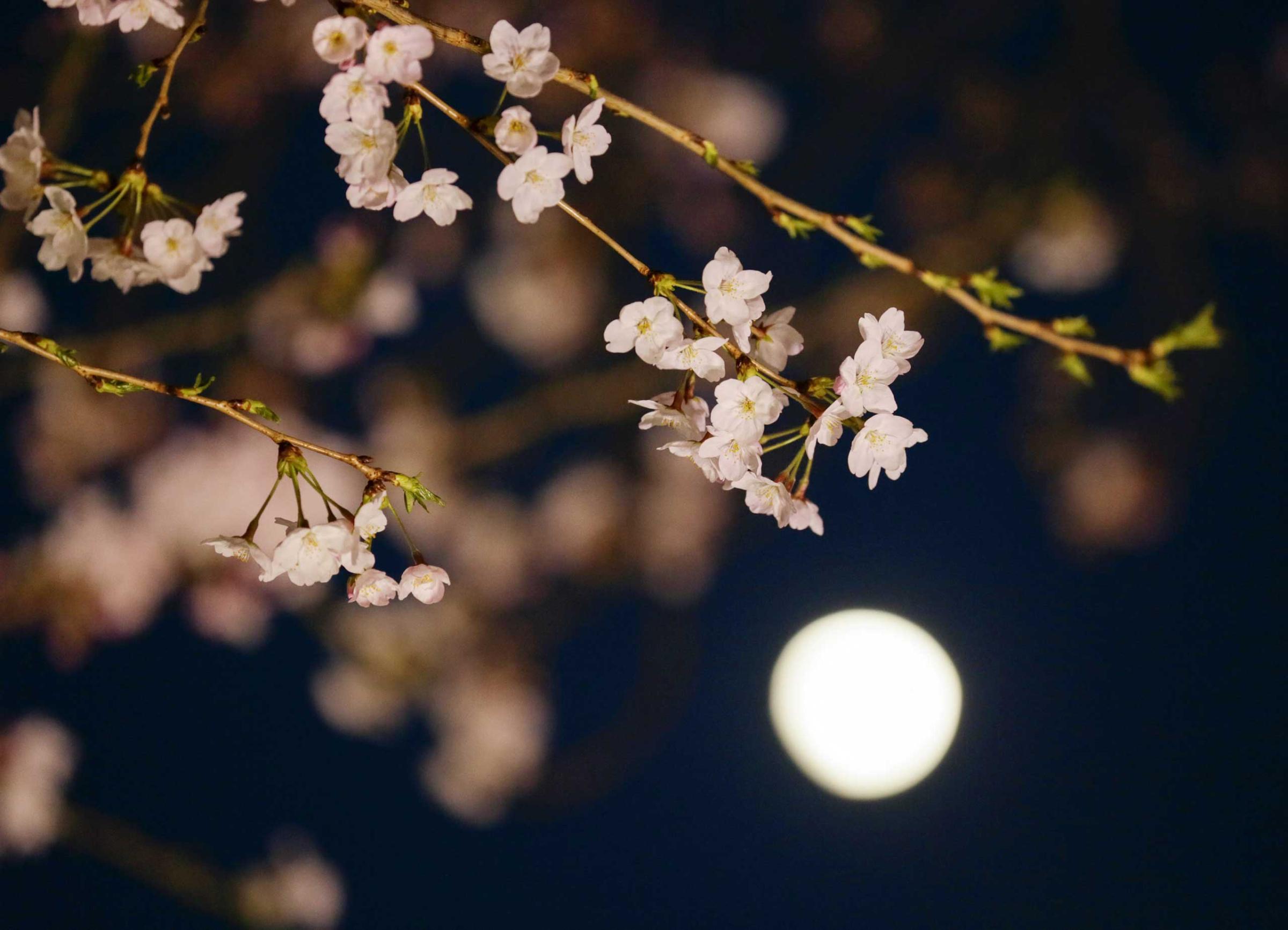 Cherry blossoms in full bloom are seen under the moon in waxing gibbous in Tokyo, March 30, 2015.