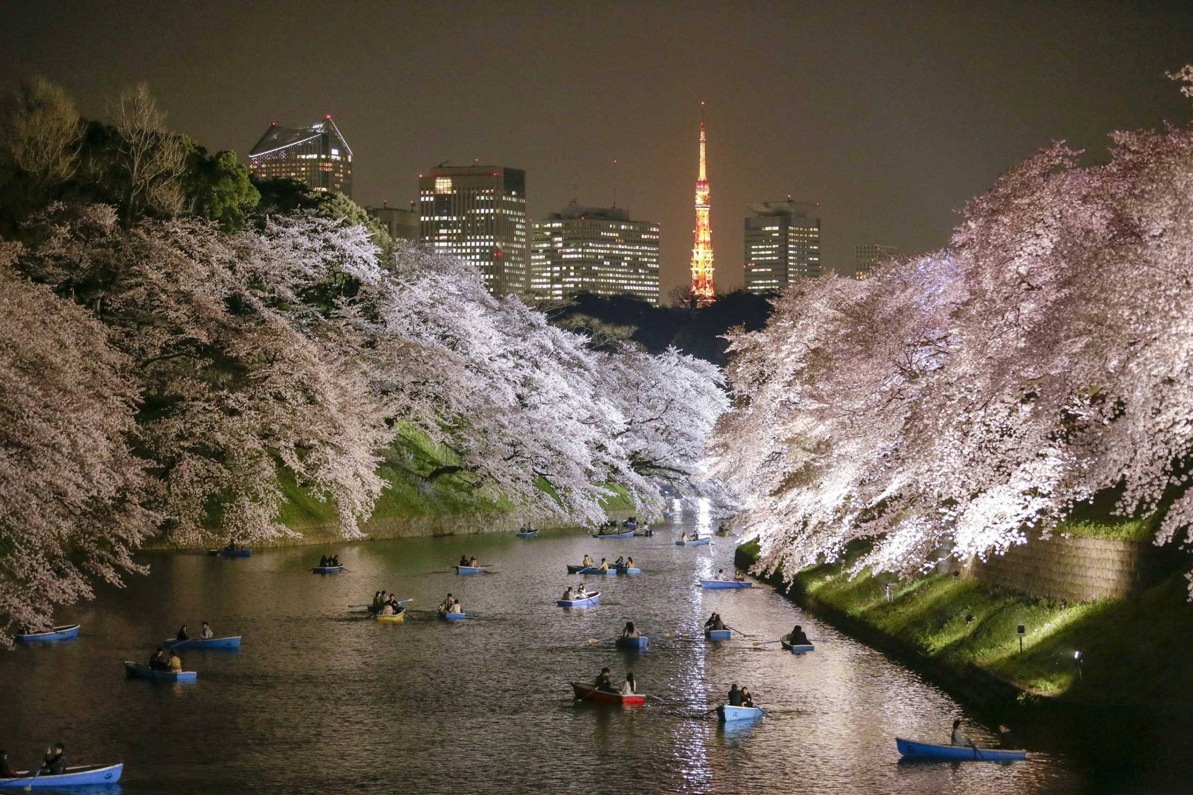 People rowing boats enjoy night view of cherry blossoms in full bloom on Chidorigafuchi moat in Tokyo, March 30, 2015.